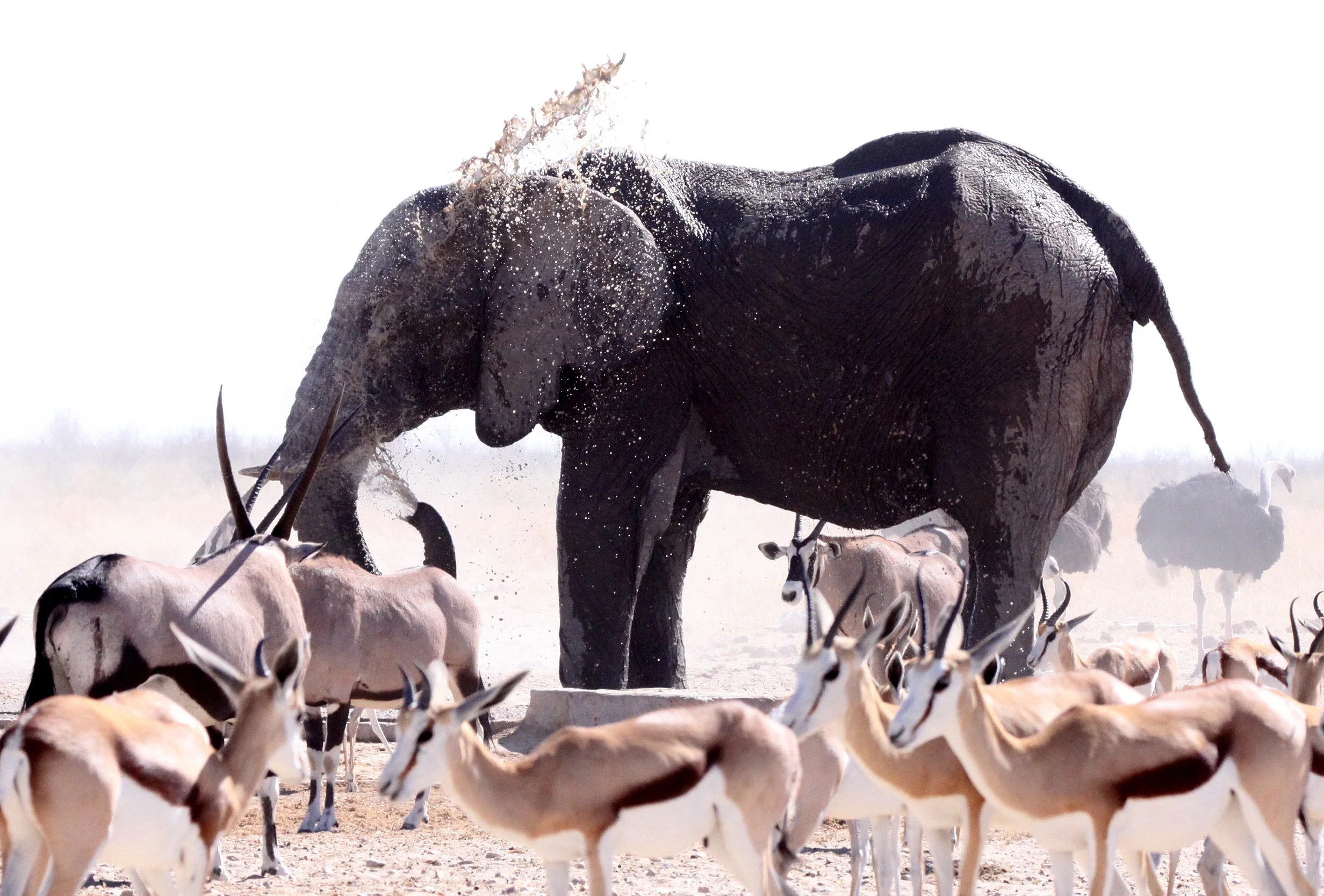 ELEPHANT - AFRICAN ELEPHANT - ETOSHA NATIONAL PARK NAMIBIA (43).JPG
