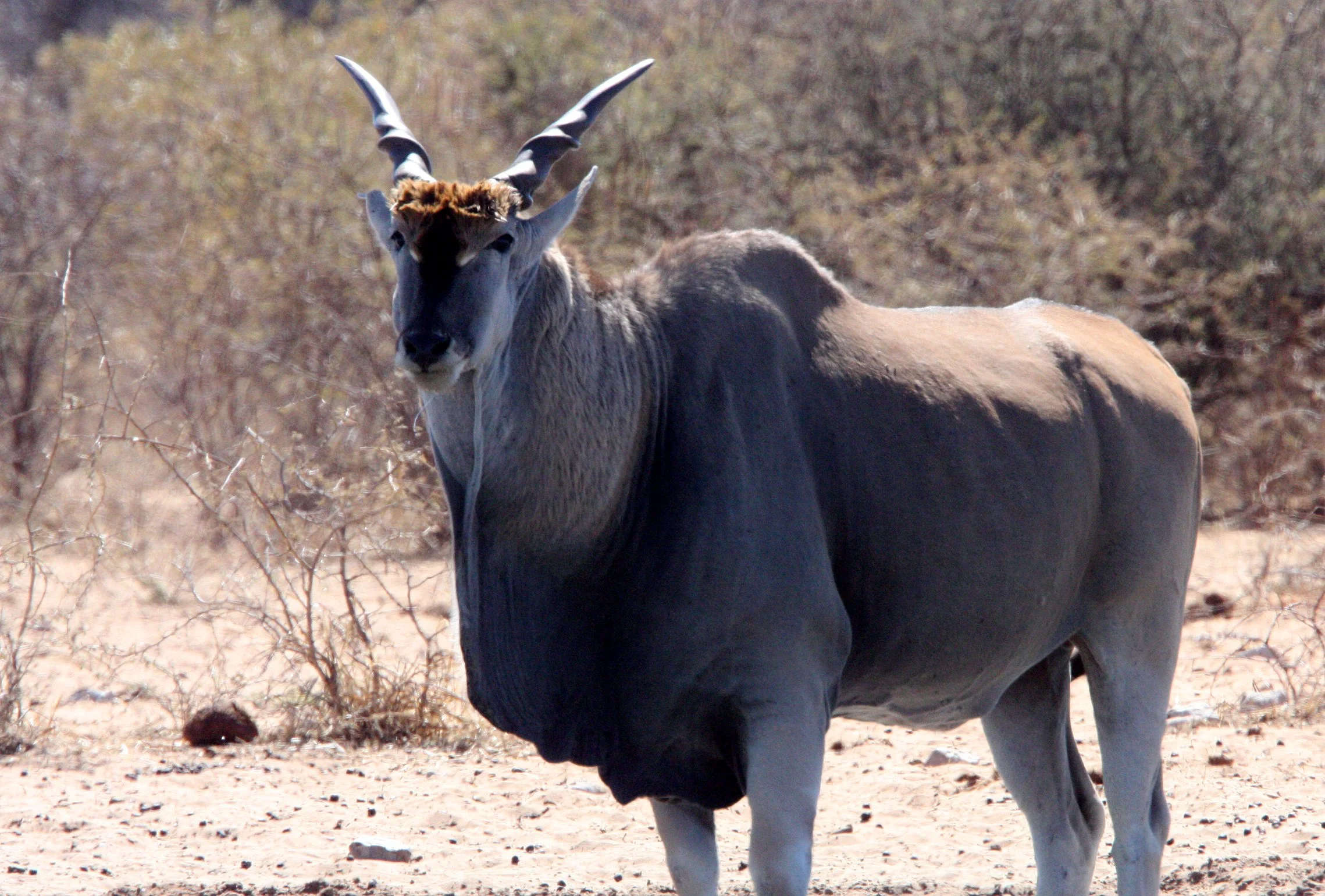 Genus Taurotragus Eland Coke Smith Wildlife