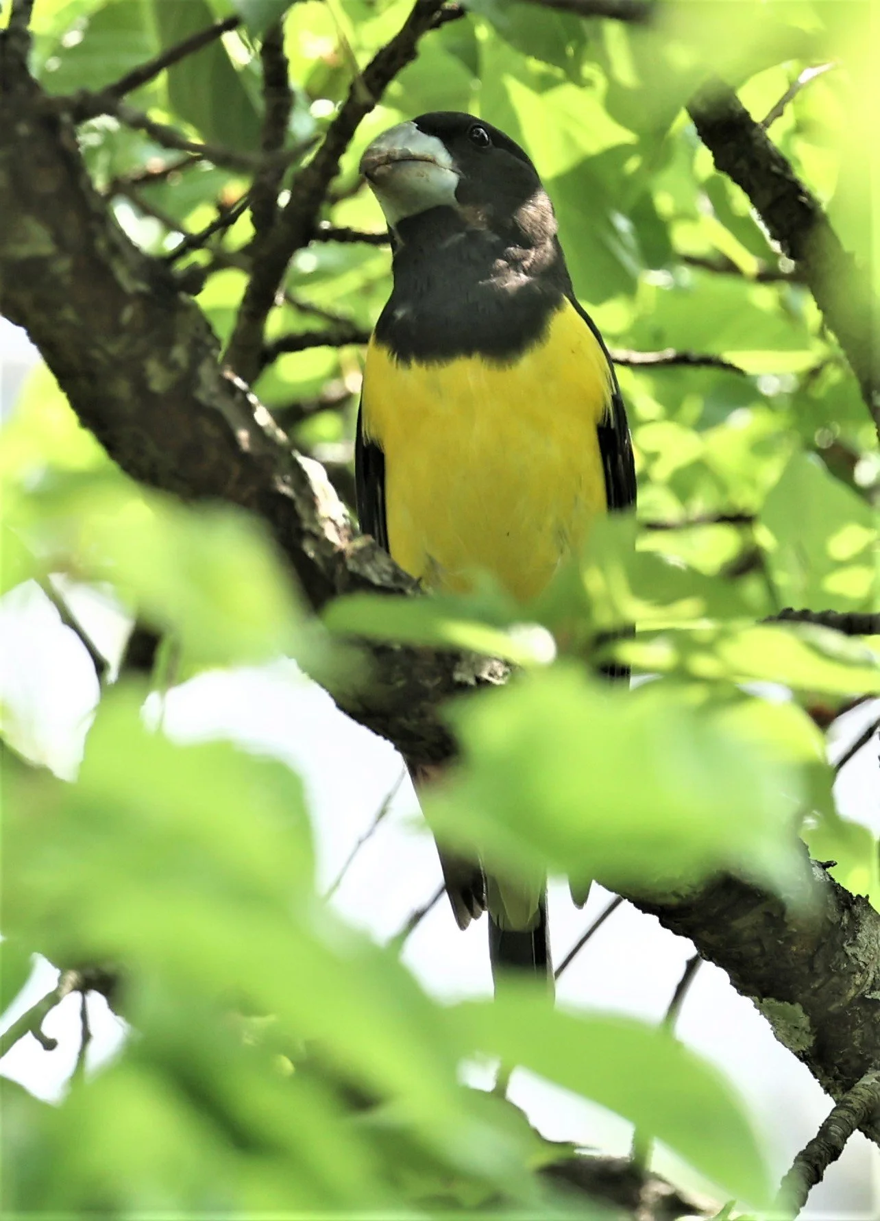 Spot-winged Grosbeak (Mycerobas melanozanthos) Doi Ang Kang, Chiang Mai Thailand (94).jpg