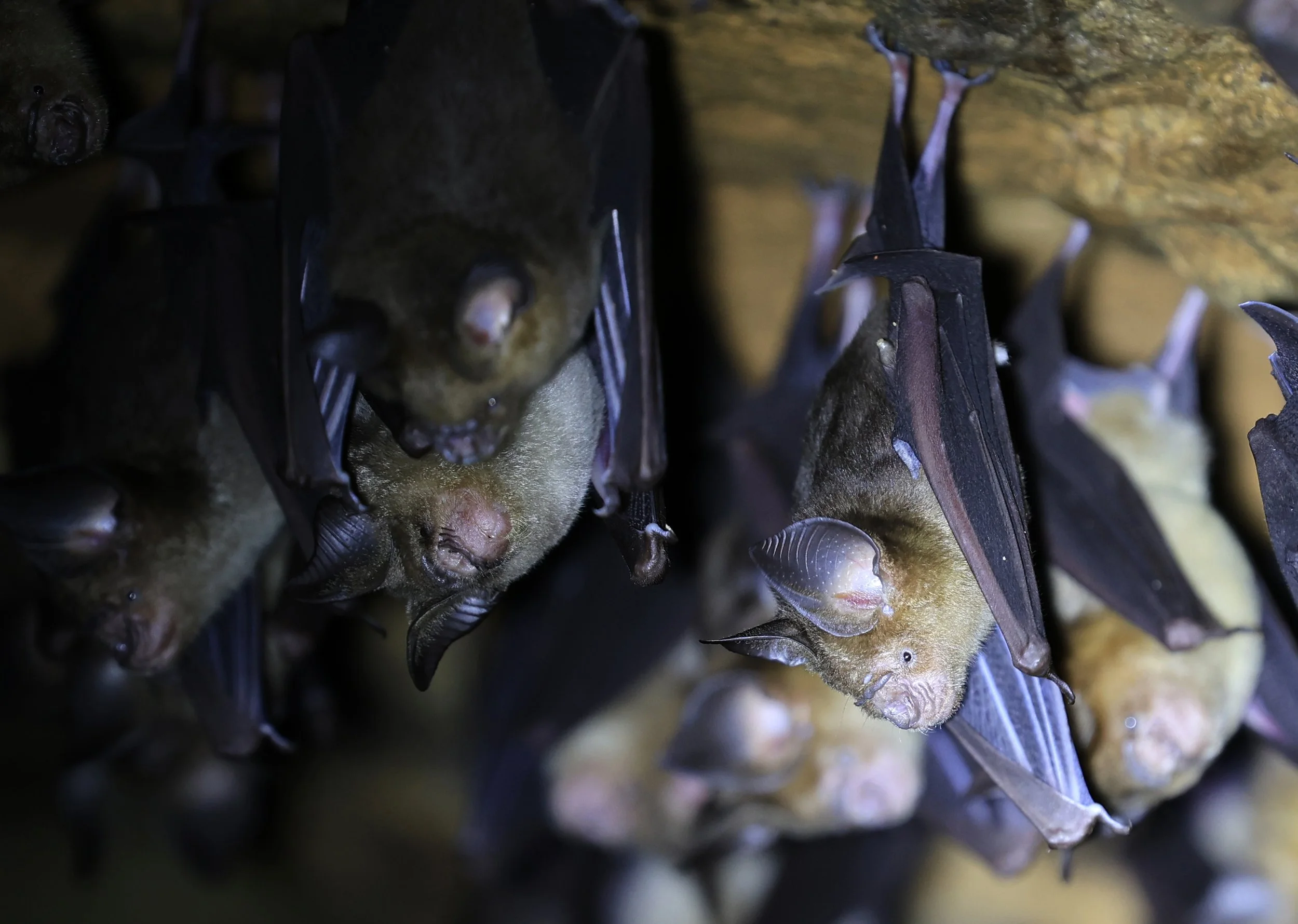 Horsfield’s Leaf-nosed Bat (Hipposideros.larvatus) Wat Tham Sila Thong Temple Pak Chong Thailand near Khao Yai (63).jpg