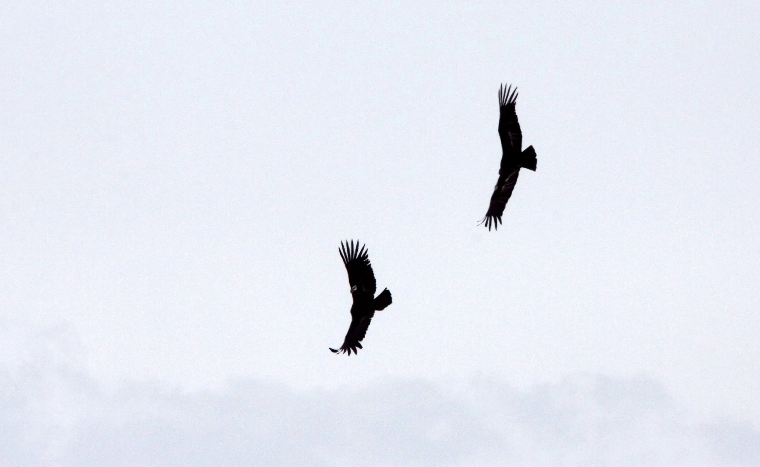Gymnogyps californianus - CALIFORNIA CONDOR - PINNACLES NATIONAL MONUMENT CALIFORNIA (53).JPG