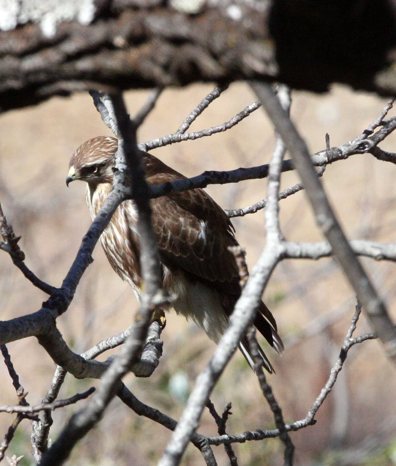 Buteo buteo - COMMON BUZZARD - TANCHENG YUNNAN CHINA (8).JPG