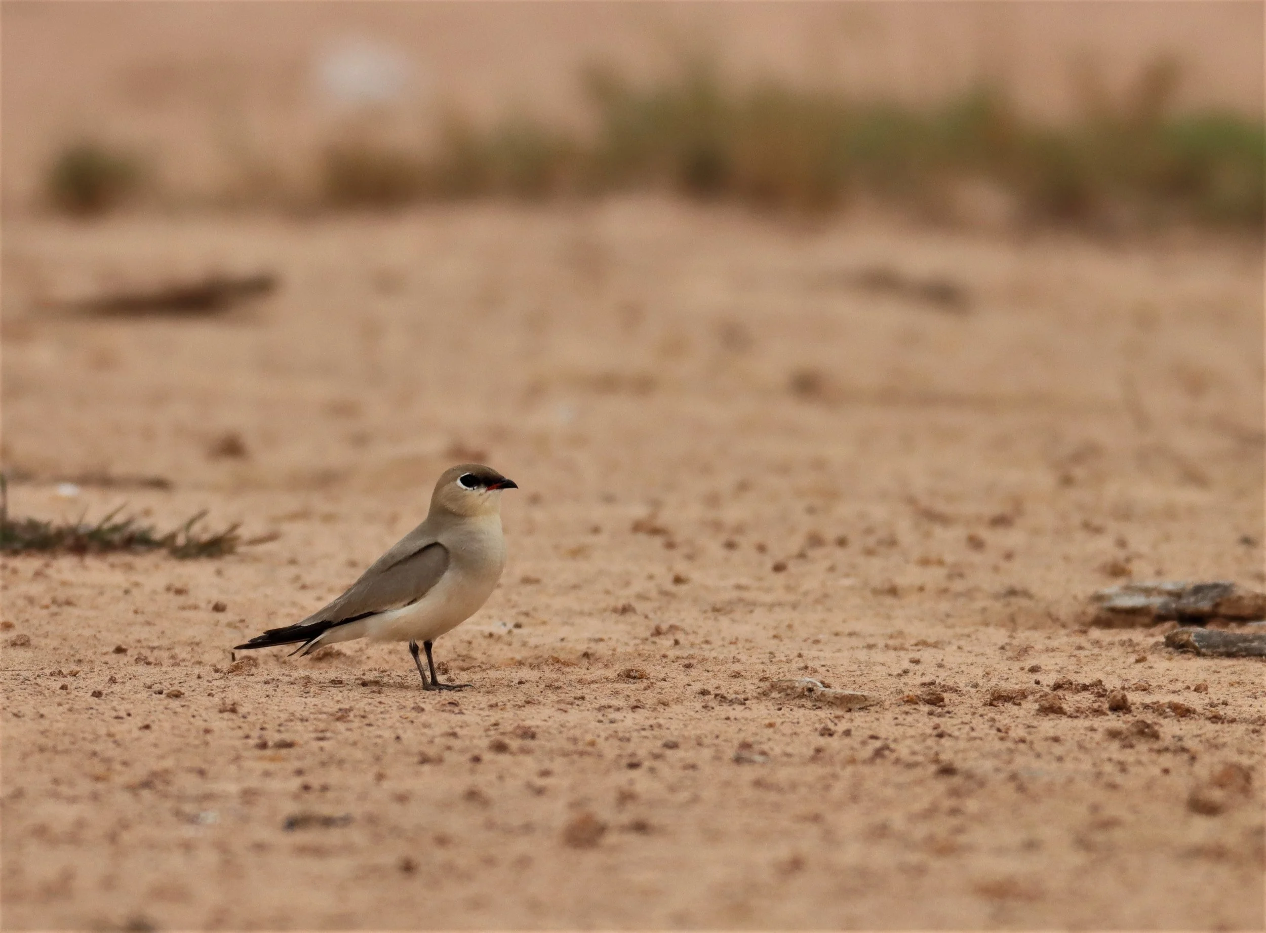 PRATINCOLE - SMALL PRATINCOLE - Glareola lactea - KABIN BURI WETLANDS 15KM OUT ON 304 (9).jpg