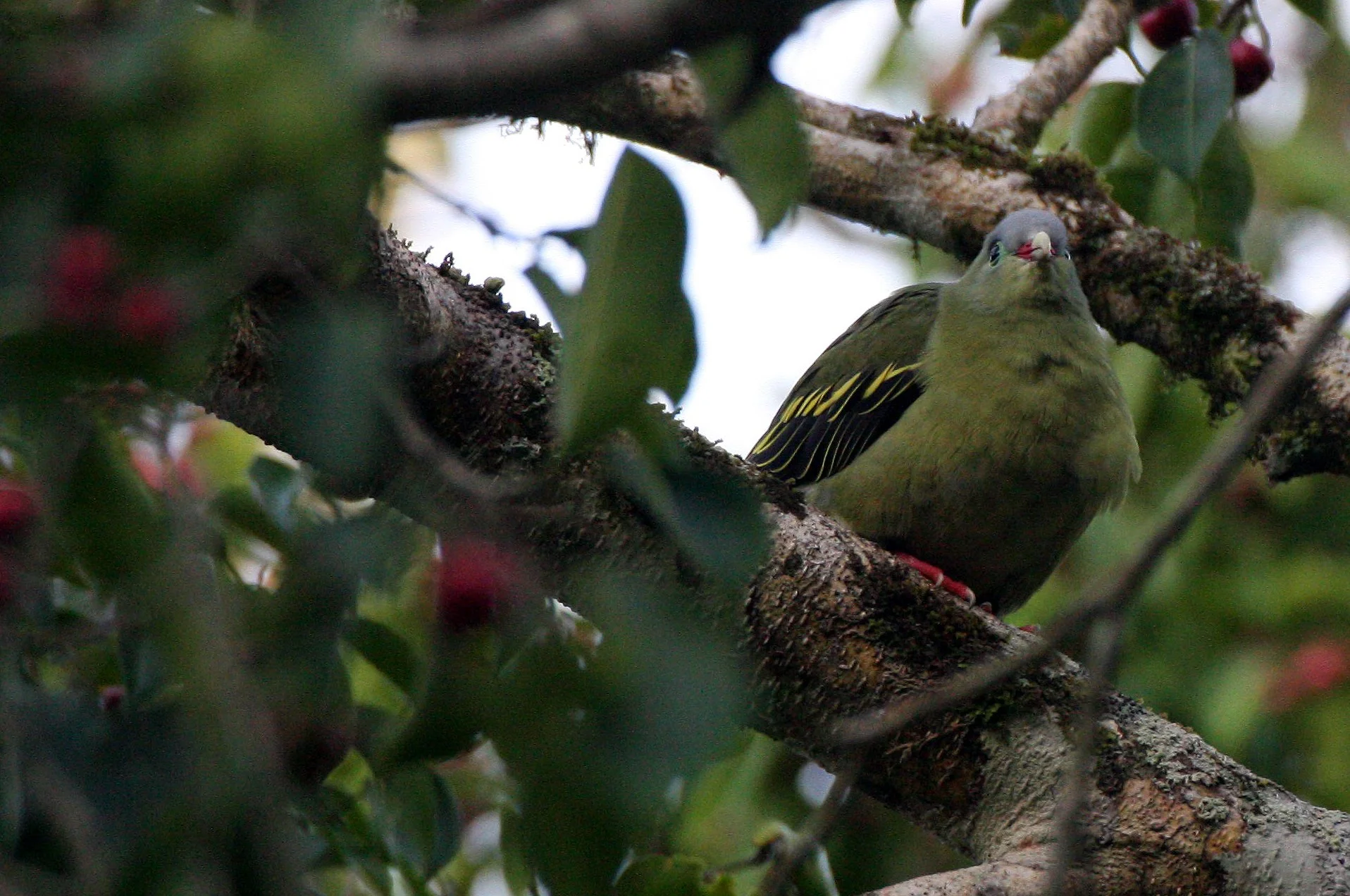 Thick-billed Green Pigeon (Treron curvirostra) Kaeng Krachan NP Thailand (23).JPG