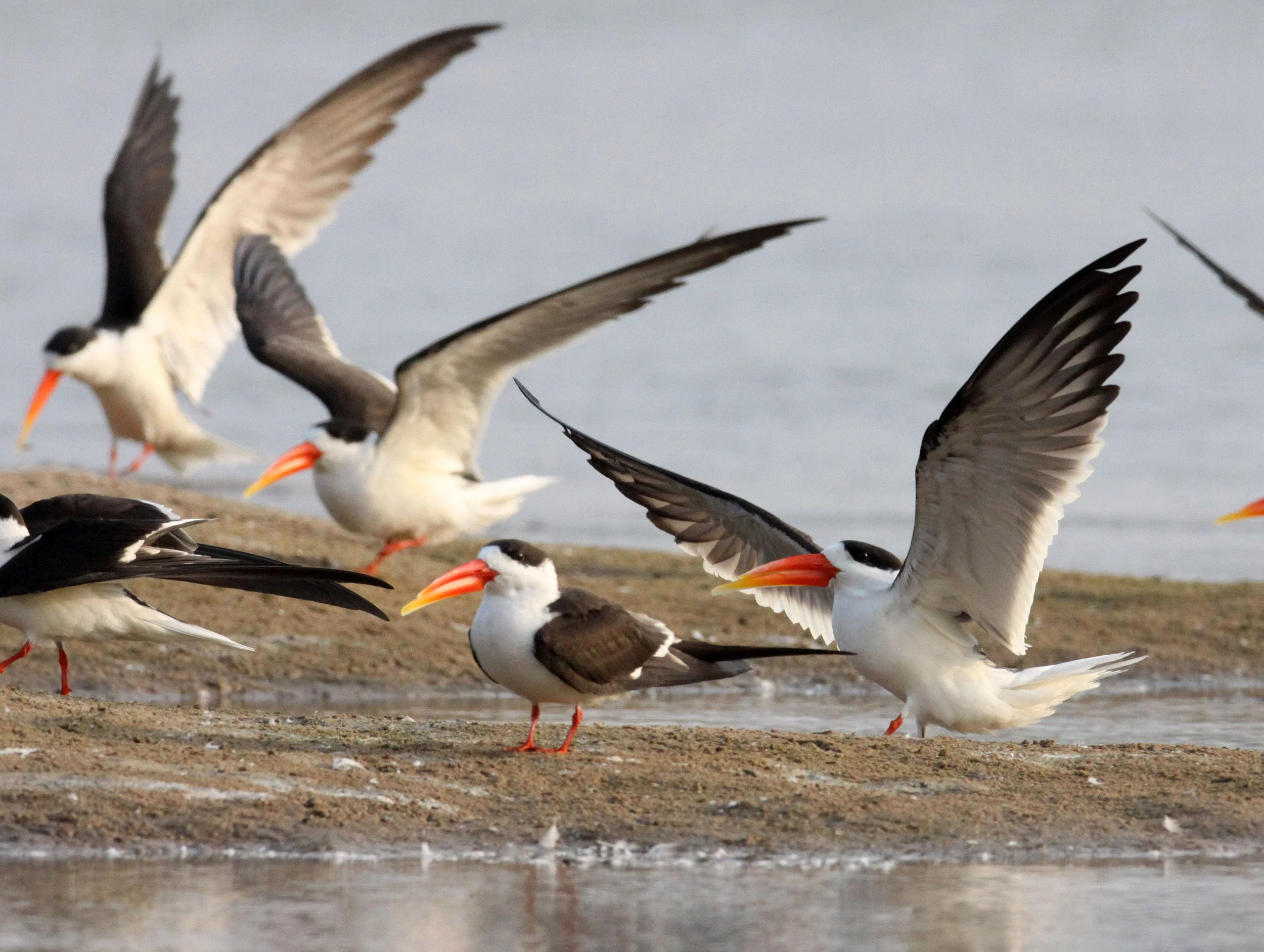 BIRD - SKIMMER - INDIAN SKIMMER - CHAMBAL SANCTUARY INDIA (98).JPG