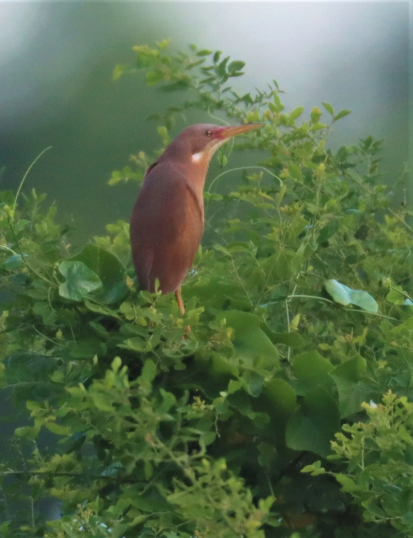 BITTERN - CINNAMON BITTERN (CHESTNUT BITTERN) - Ixobrychus cinnamomeus - PATHUM THANI RICE RESEARCH CENTER (14).jpg