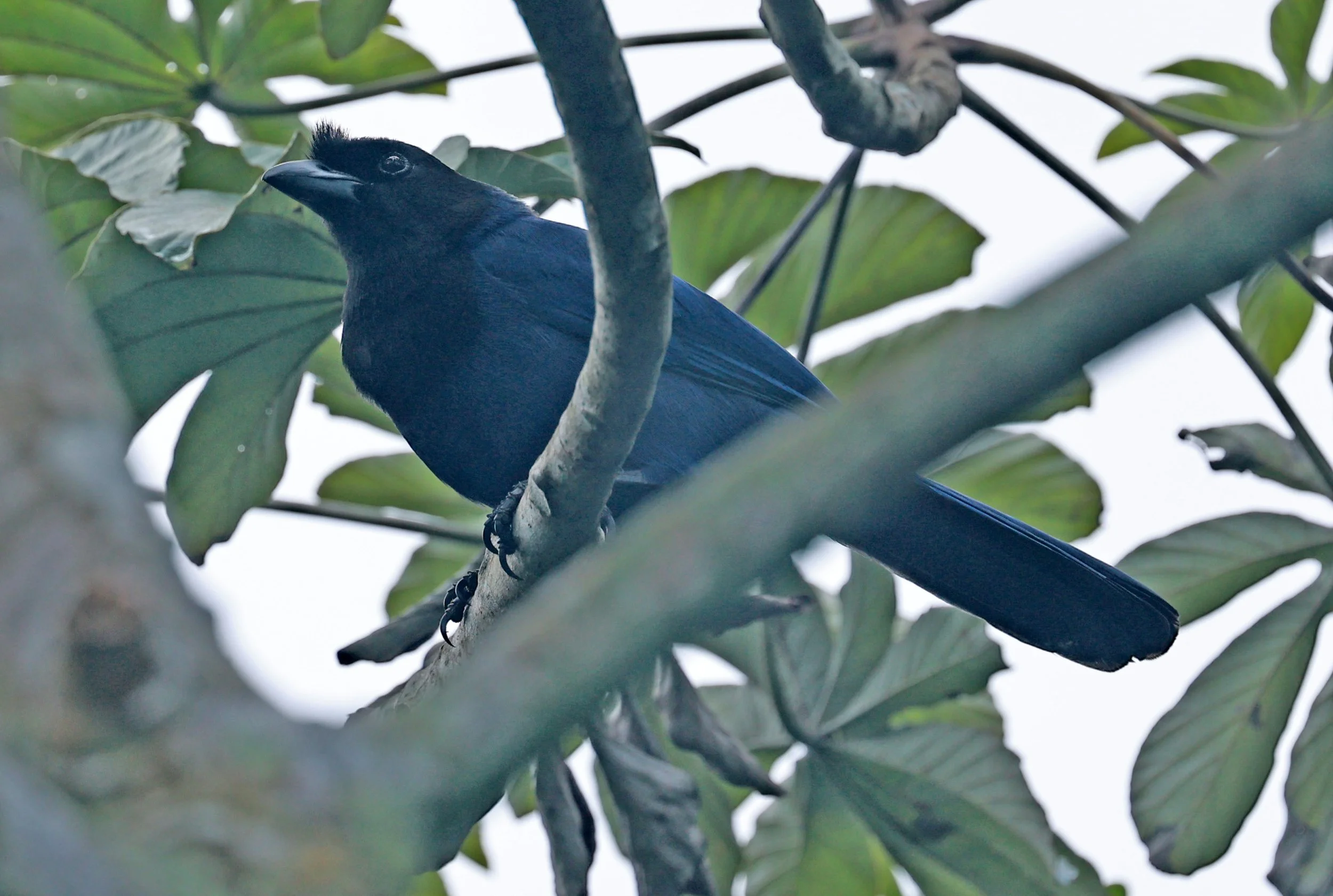 Azure Jay (Cyanocorax caeruleus) Superagui National Park, Brazil (8).jpg