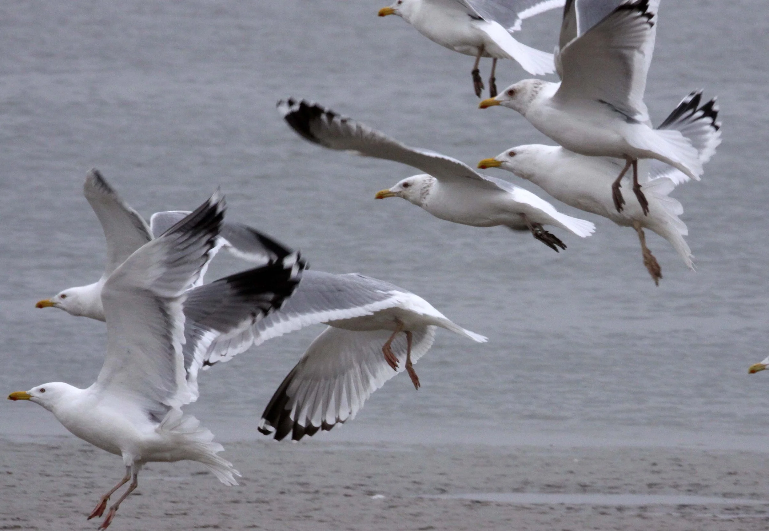 BIRD - GULL - HUEGLIN'S GULL- YANCHENG CHINA (20).JPG