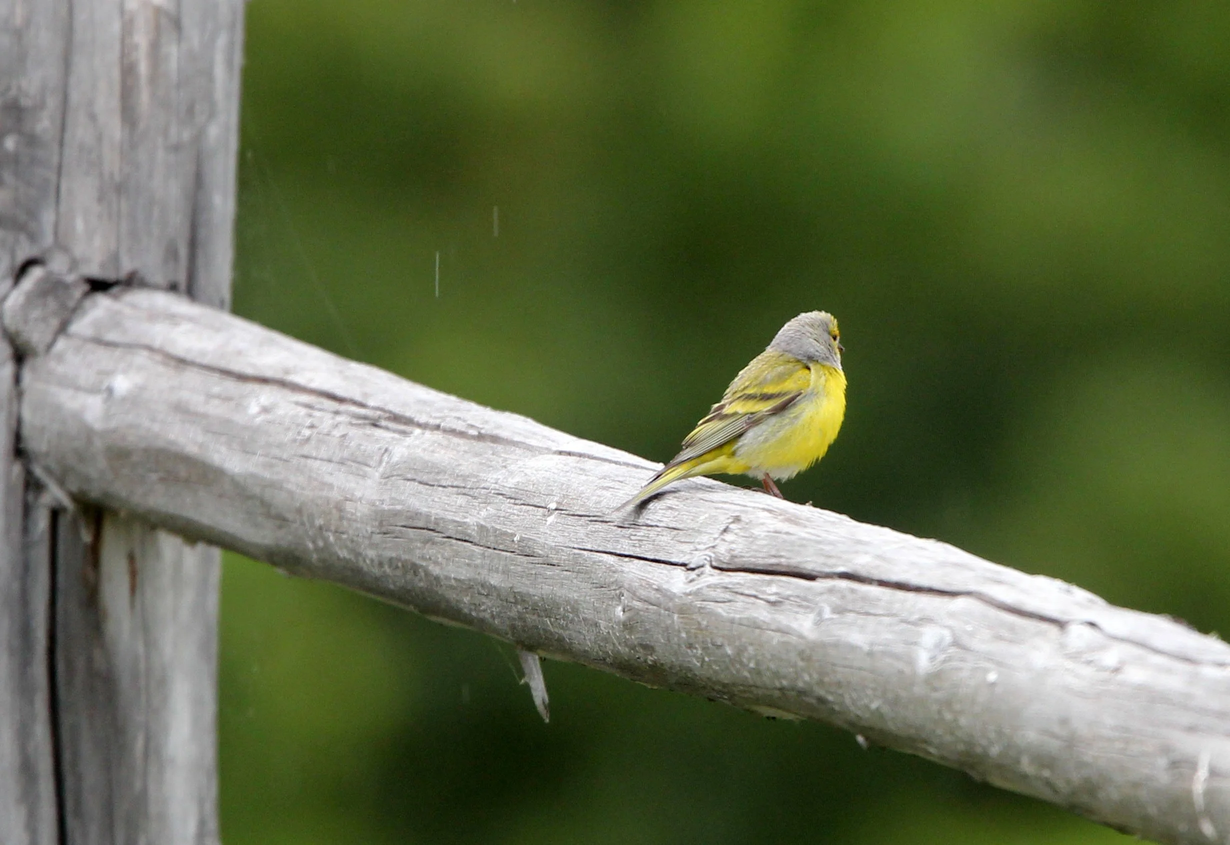 Citril Finch (Carduelis citrinella) Stelvio National Park, Italy (5).JPG