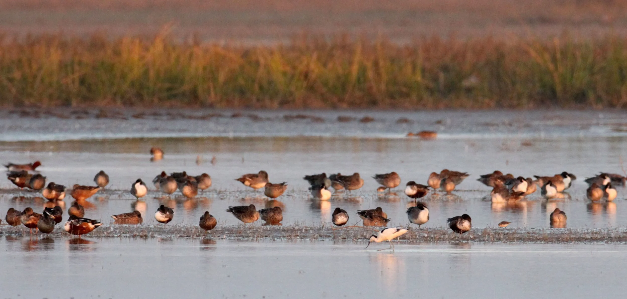 BIRD - MIXED FLOCK - BLACK-TAILED GODWIT, NORTHERN PINTAIL,  NORTHERN SHOVELER, GREENSHANKS - LITTLE RANN OF KUTCH GUJARAT INDIA (18).JPG