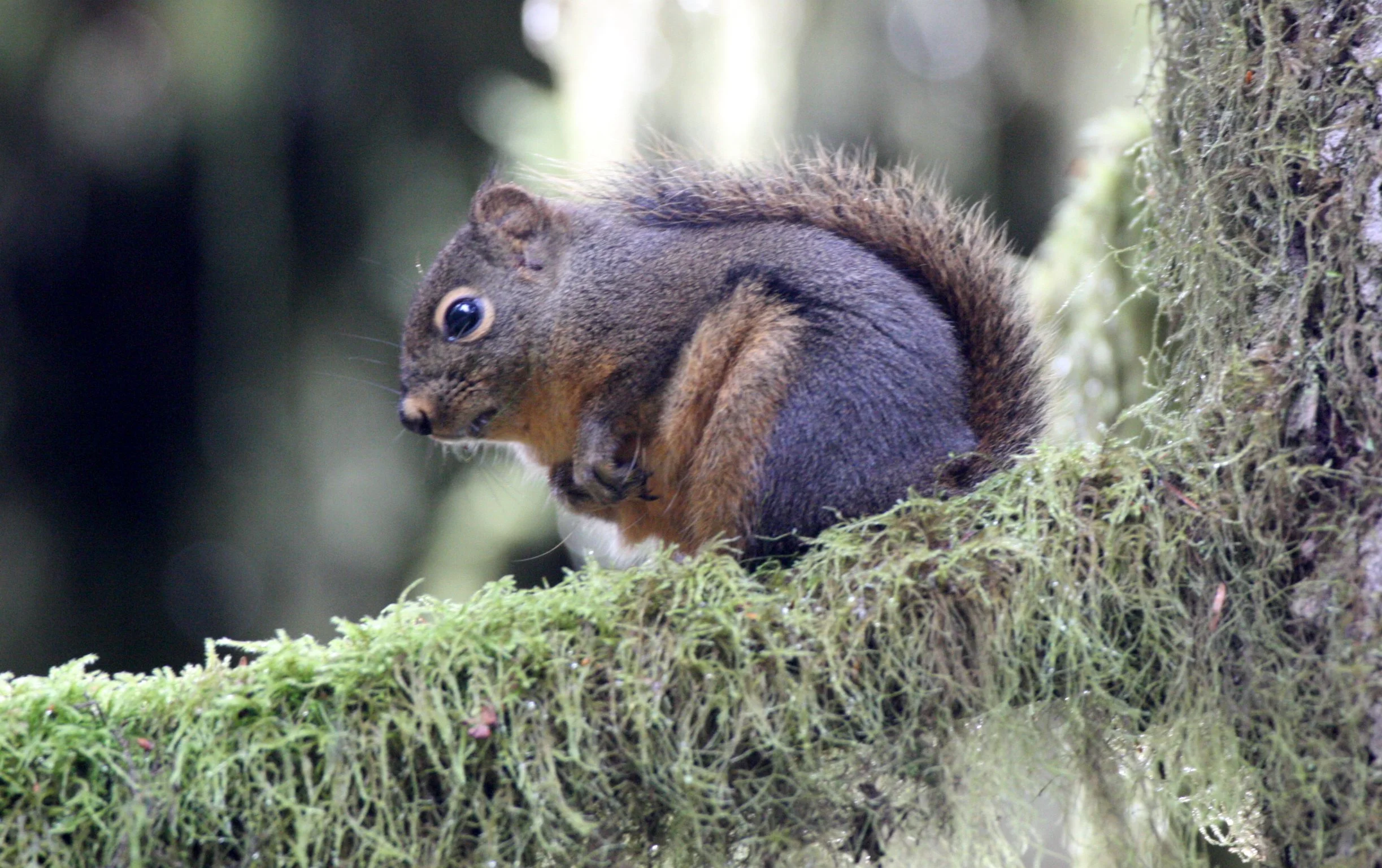 RODENT - SQUIRREL - DOUGLAS SQUIRREL - BARNES POINT ONP.JPG