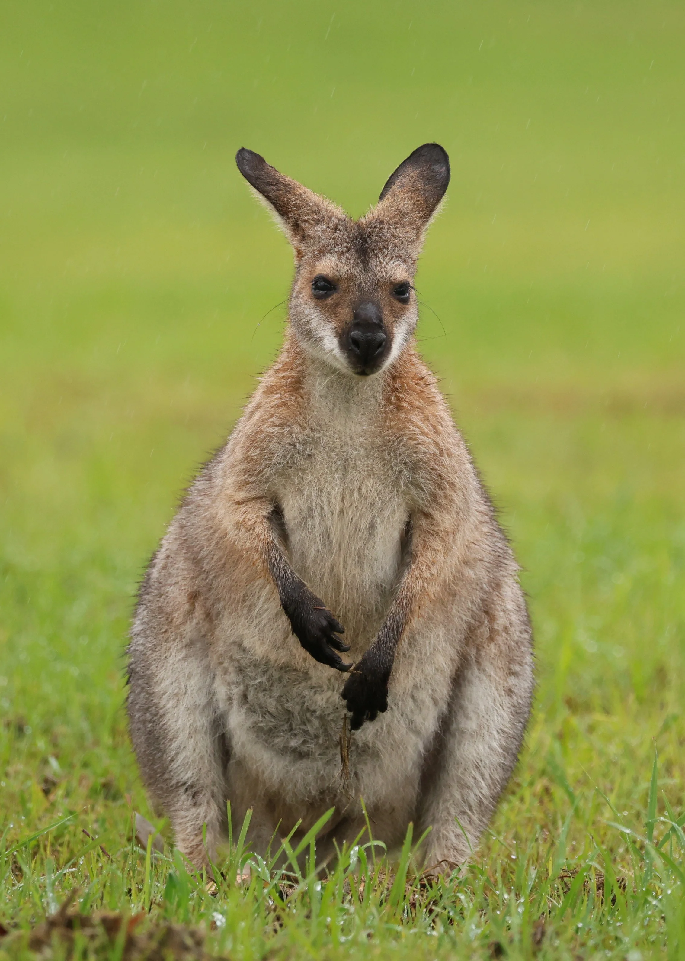 Red-necked Wallaby (Macropus rufogriseus) Lammington NP - Queensland 