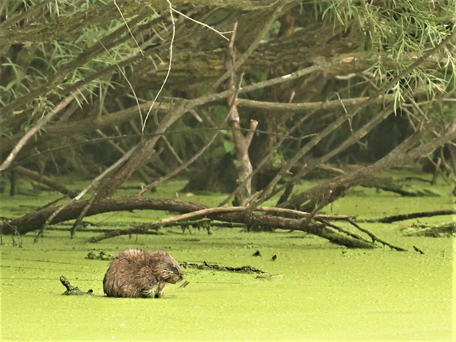 Genus Castor Beavers — Coke Smith Wildlife
