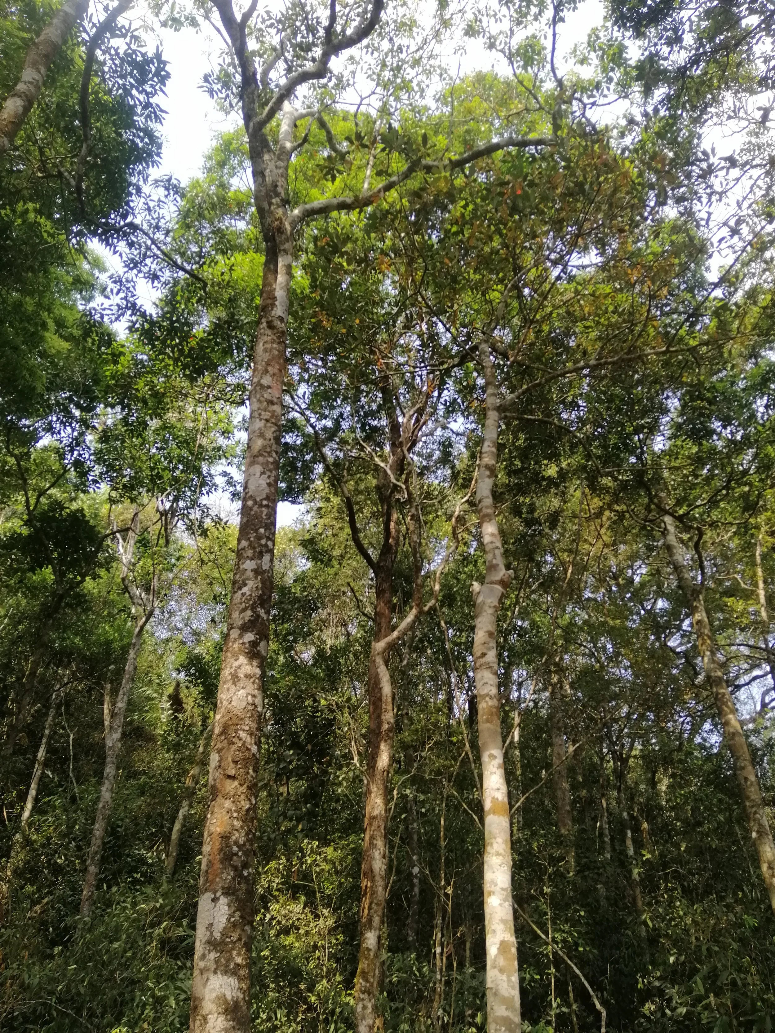 Khao Yai's hill evergreen forests, found above 1,000 meters on ridges like Khao Khieo, are cool, moist "cloud forests" characterized by shorter, moss-and-lichen-covered trees compared to lower elevations.