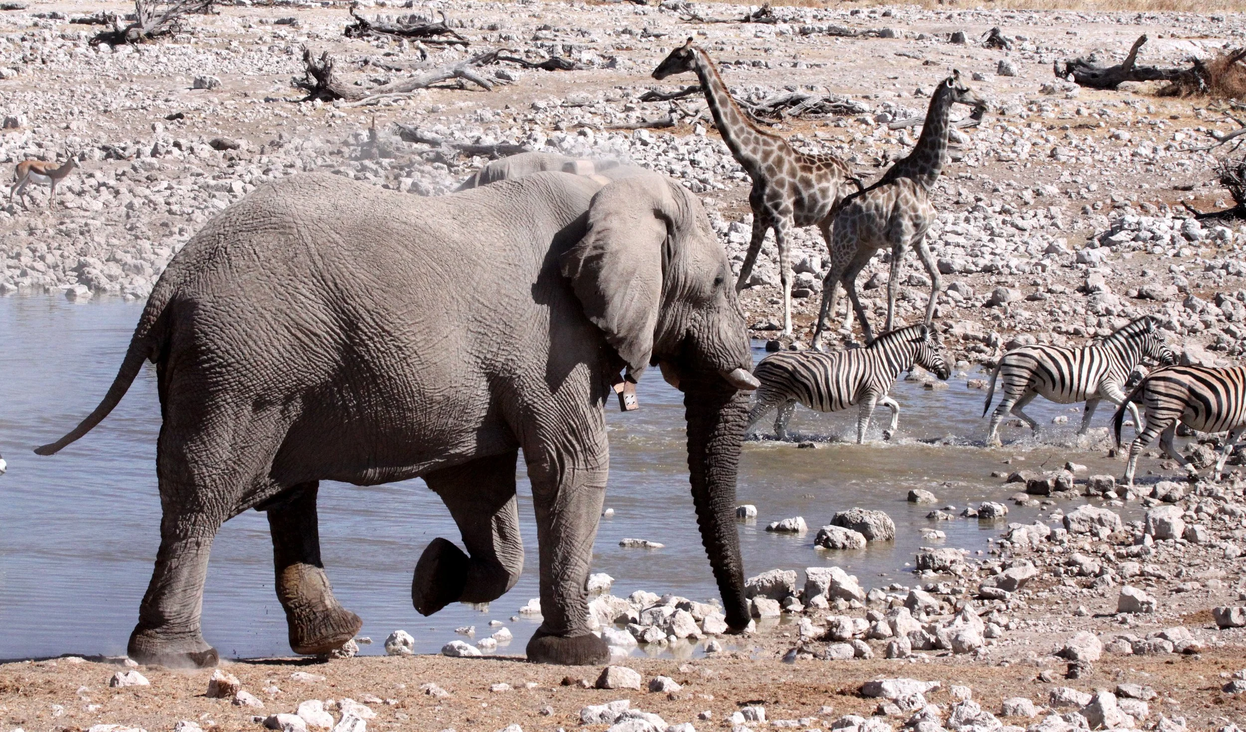 ELEPHANT - AFRICAN ELEPHANT - ETOSHA NATIONAL PARK NAMIBIA (126).JPG