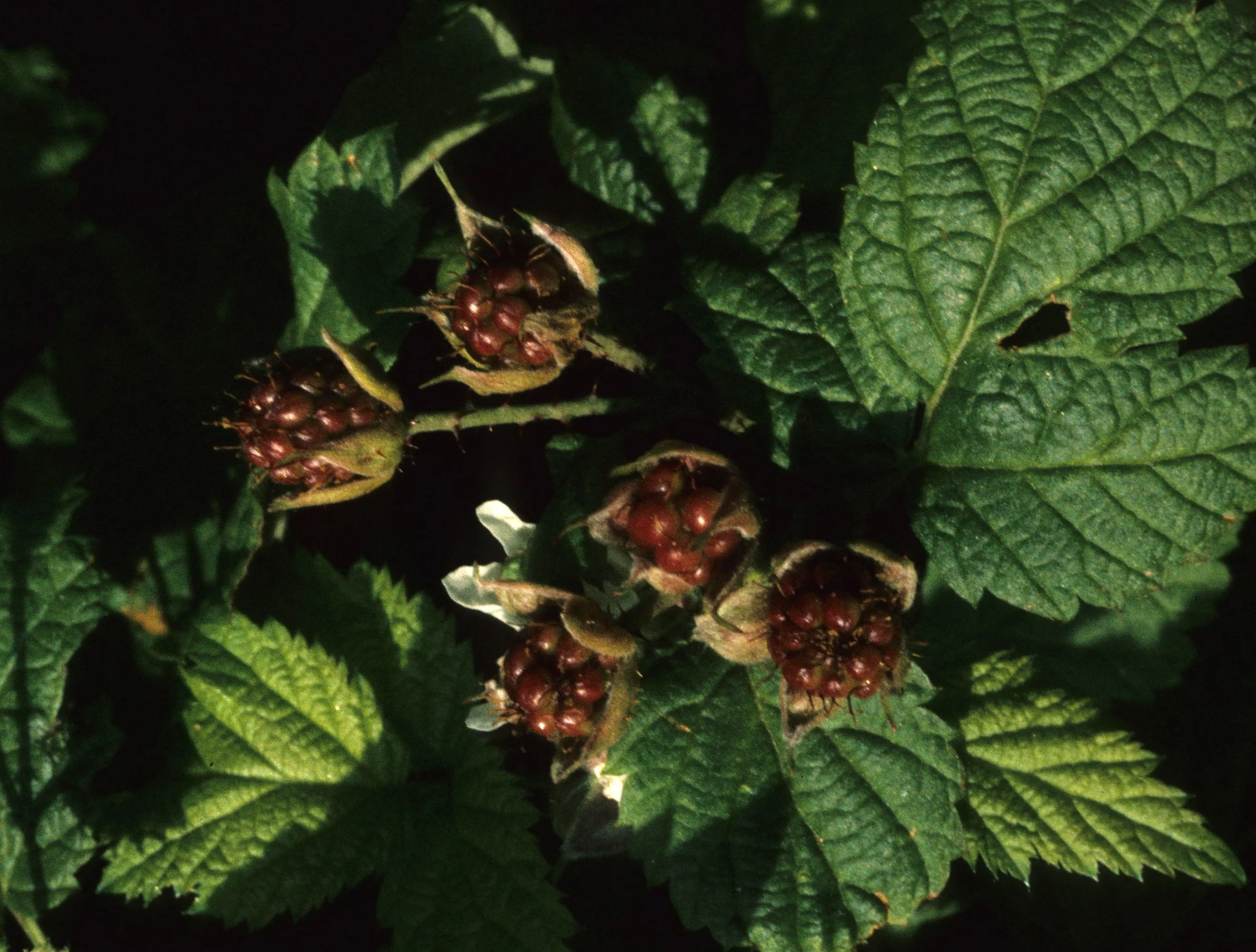 AMERICAN RIVER - RUBUS URSINUS - CALIFORNIA BLACKBERRY.jpg