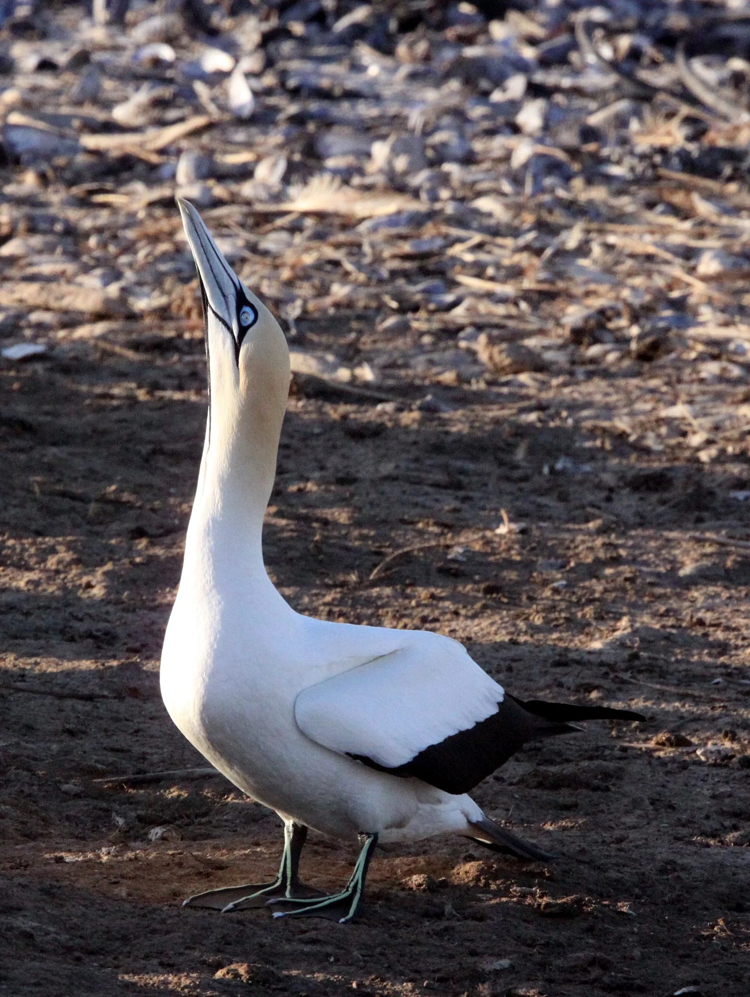 Cape gannet (Morus capensis) Lambert's Bay South Africa (53).JPG