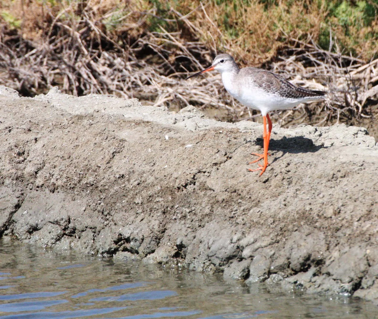 REDSHANK - COMMON REDSHANK - Tringa totanus - PAK THALE PETCHABURI PROVINCE THAILAND (13).JPG