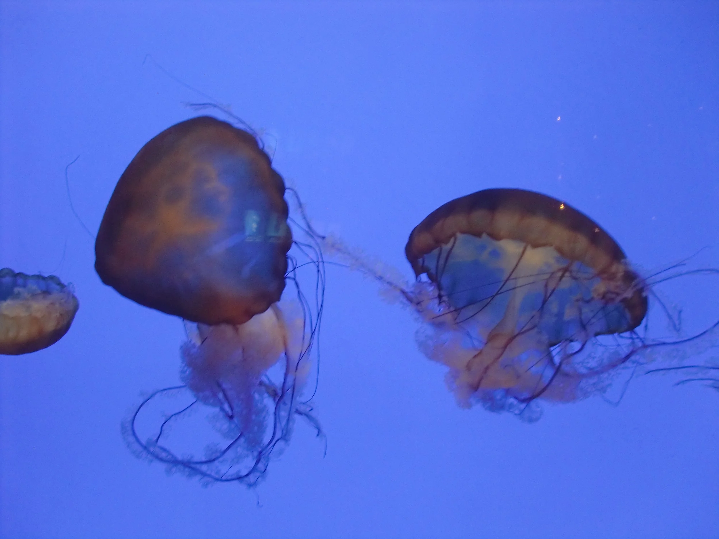 SHANGHAI AQUARIUM (23).JPG