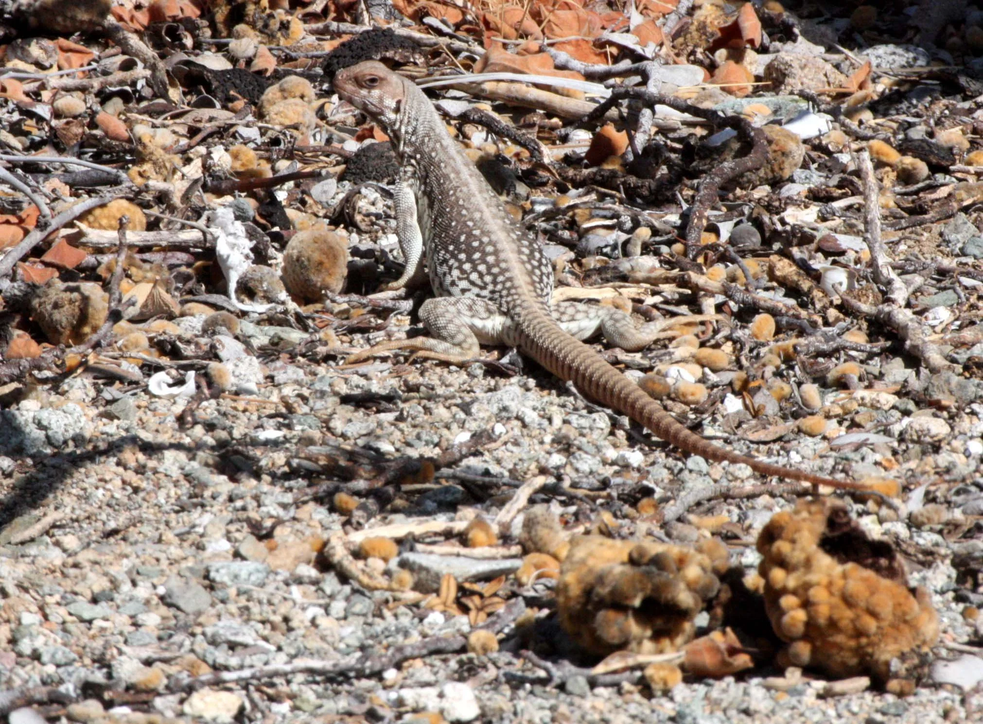 Dipsosaurus catalinensis - CATALINA ISLAND DESERT IGUANA - ISLA SANTA CATALINA BAJA MEXICO  (8).JPG
