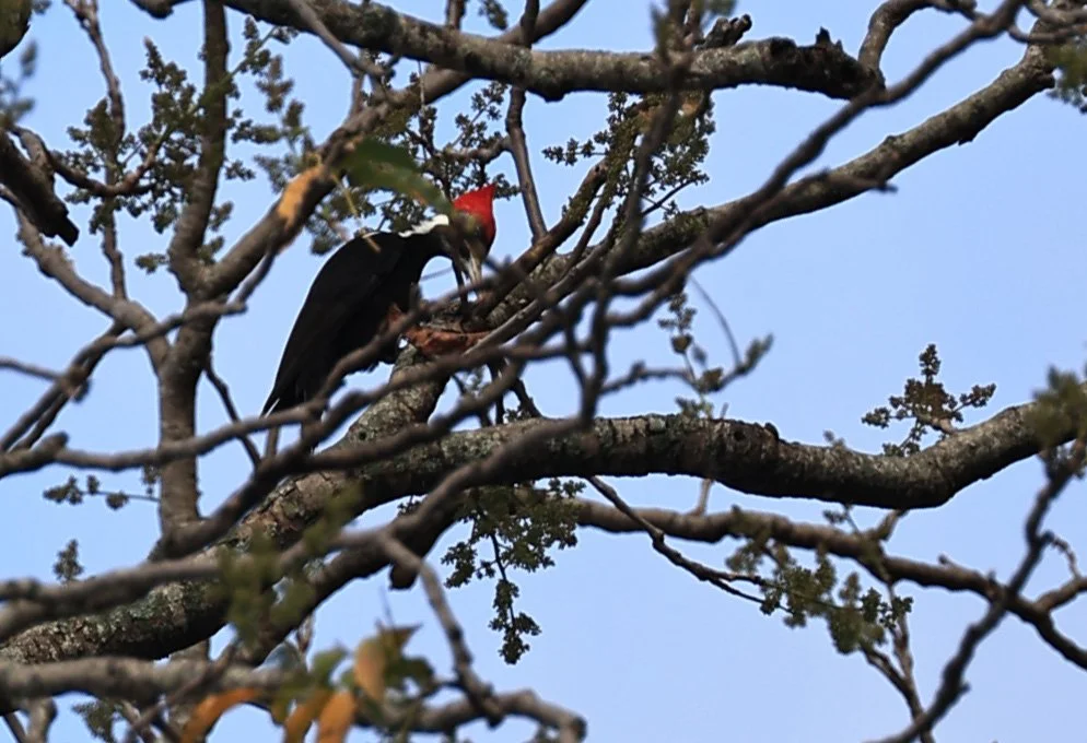 Black-bodied Woodpecker (Dryocopus schulzi) Selva Serena Natural Reserve (18).jpg
