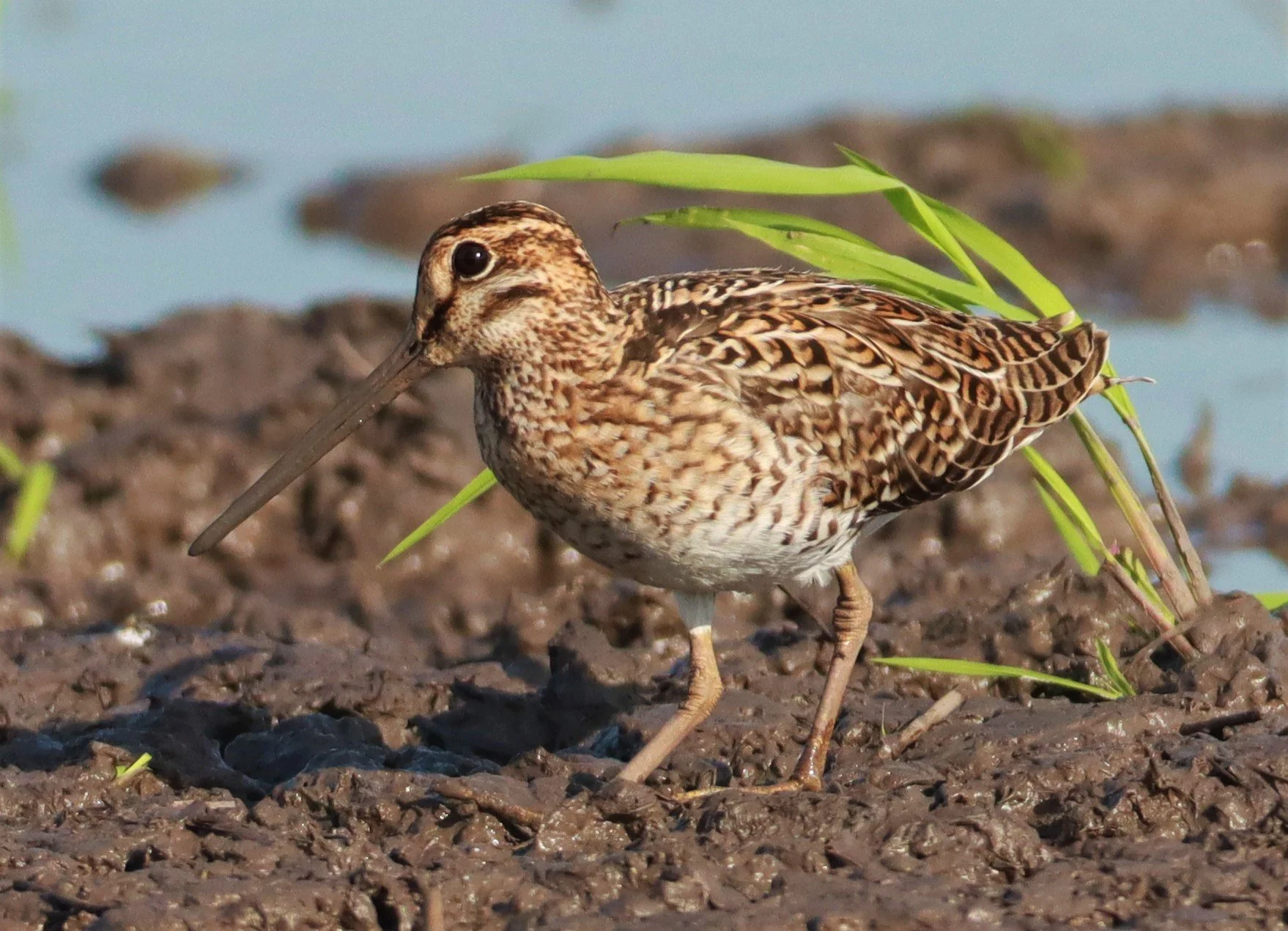 SNIPE - PINTAIL SNIPE - Gallinago stenura - PATHUM THANI RICE RESEARCH CENTER AUGUST 24 2021 (217).jpg