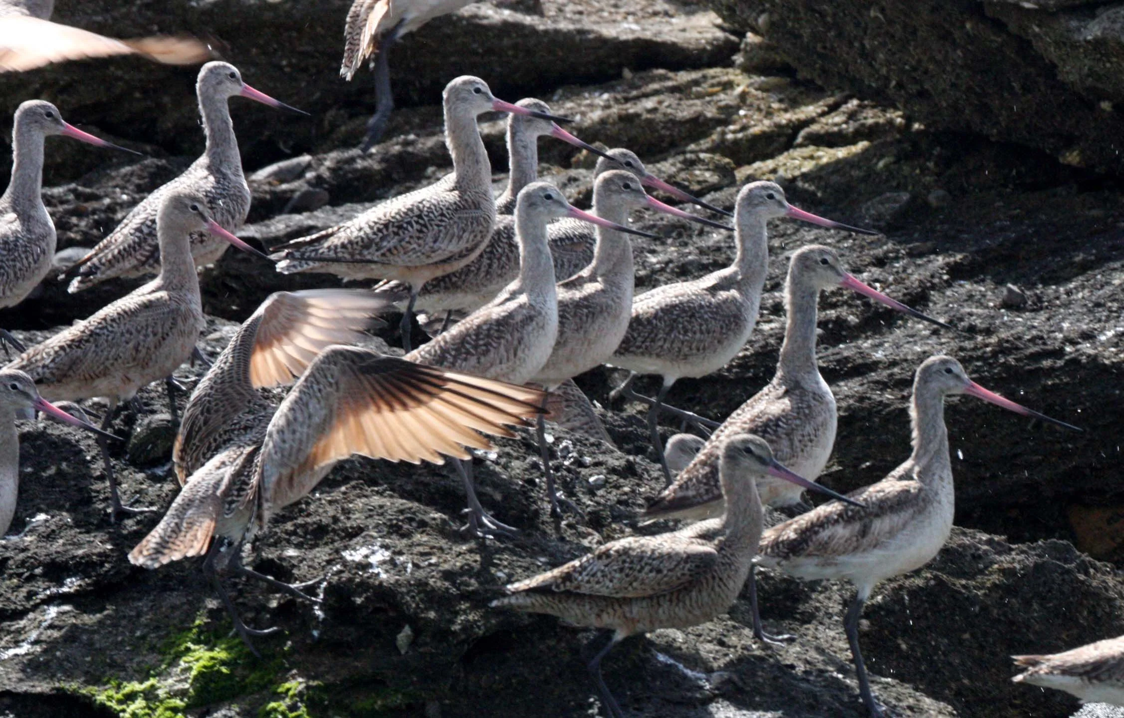 BIRD - GODWIT - MARBLED GODWIT WITH WILLETS NEAR CAMPO CORTEZ - SAN IGNACIO LAGOON BAJA MEXICO (4).JPG