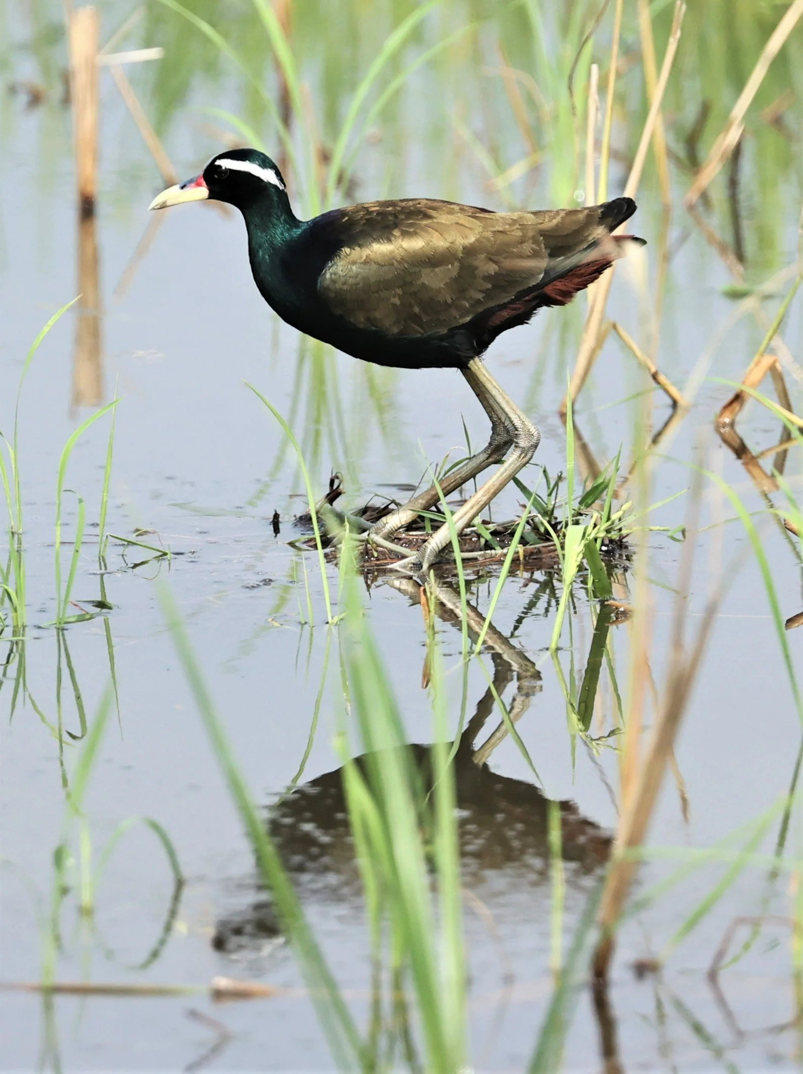 JACANA - BRONZE-WINGED JACANA - Metopidius indicus - PATHUM THANI RICE RESEARCH CENTER MAY 7 2022 (36).jpg