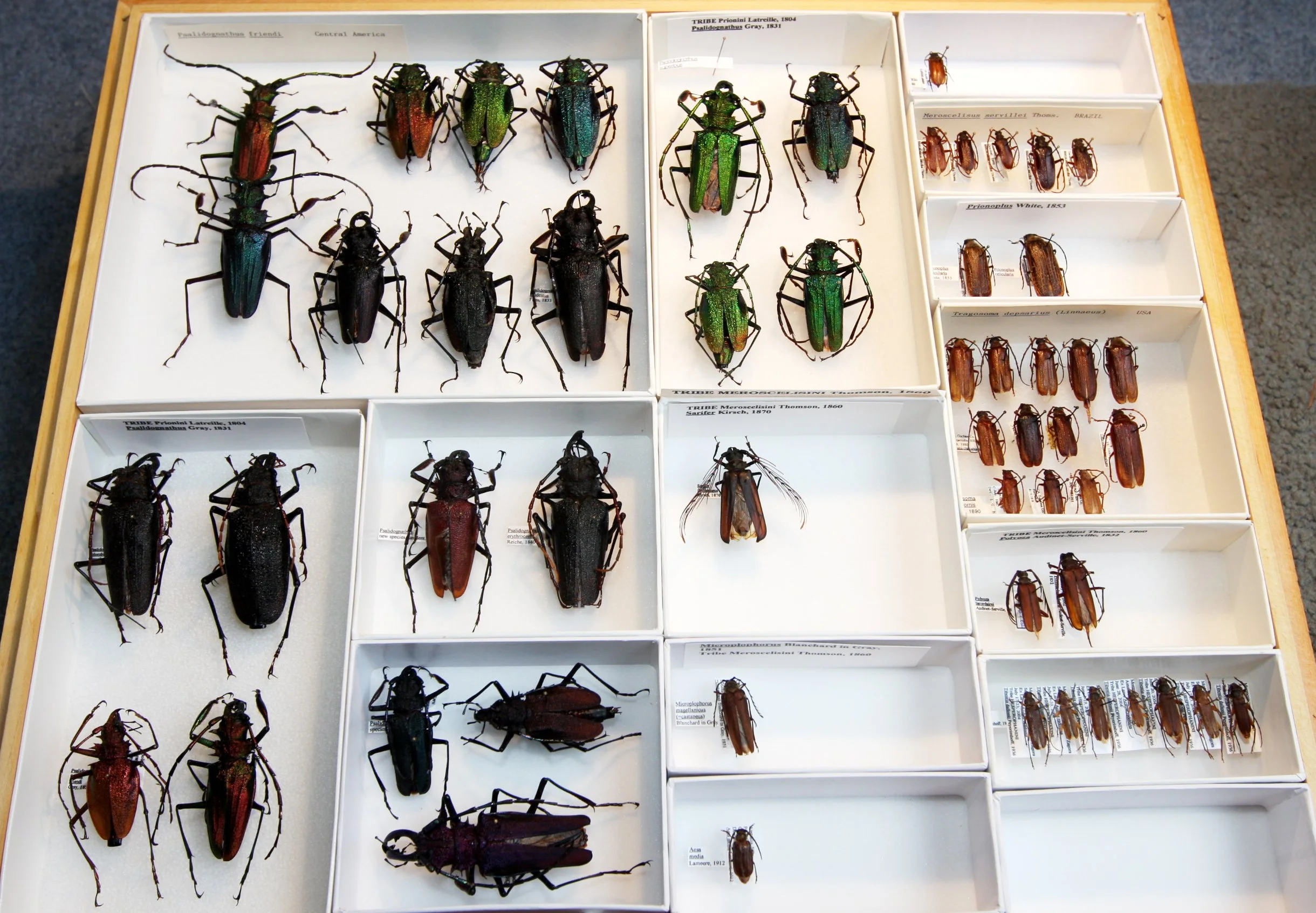 Prioninae 12  Prionini  Psalidognathus, Tragosoma.JPG