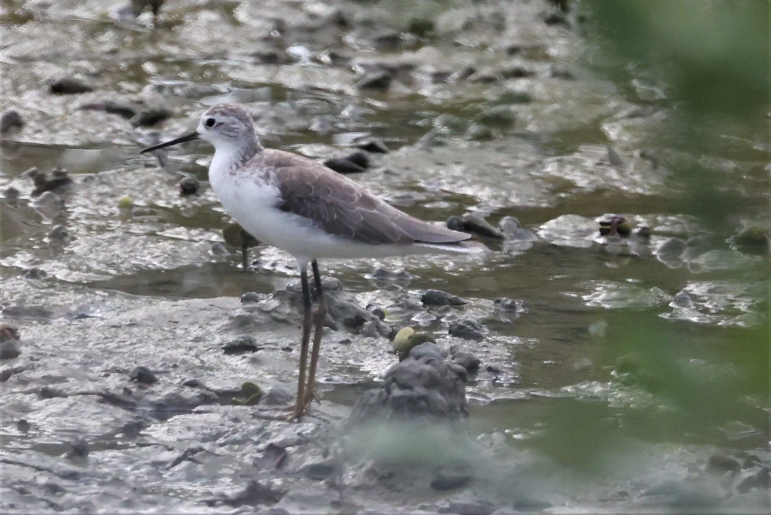 SANDPIPER - MARSH SANDPIPER - Tringa stagnalis - PAK THALE PETCHABURI 11 SEPTEMBER 2021 (1).jpg