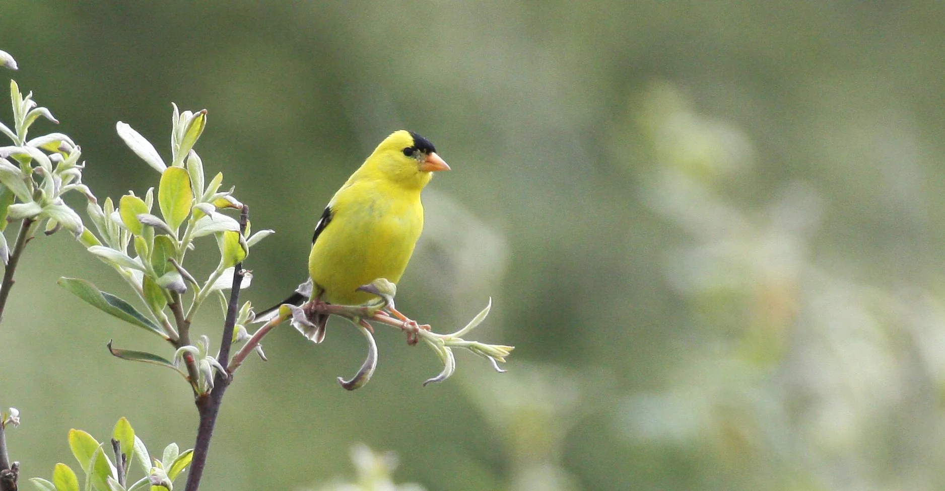BIRD - GOLDFINCH - AMERICAN GOLDFINCH - ELWHA RIVER TRAILS (6).JPG