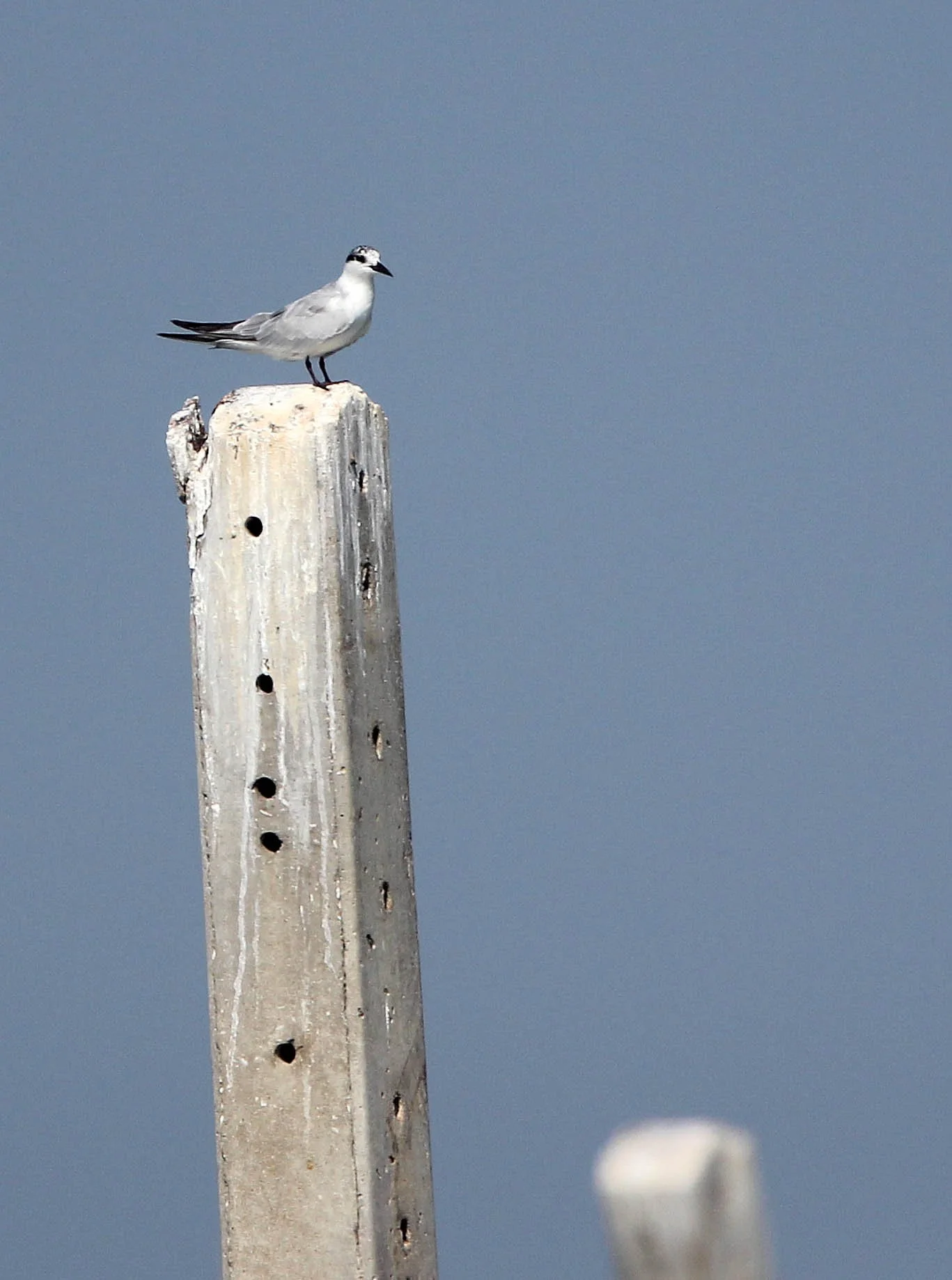 BIRD - TERN - WHISKERED AND LITTLE TERNS - BAN TABOON HARBOR PETCHABURI (2).JPG