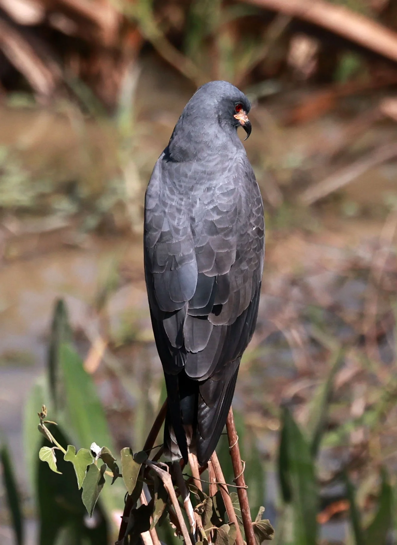 Kite - Snail Kite - Rostrhamus sociabilis - Pantanal - Mato Grosso, Transpantaneira M-060 (12).jpg