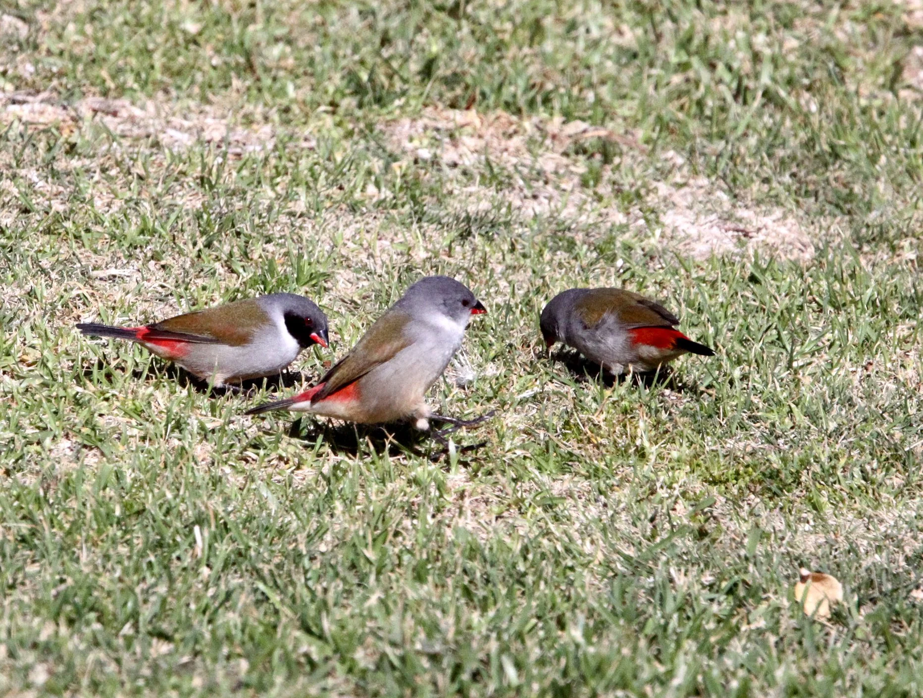 Swee Waxbill (Coccopygia melanotis) Tsitsikamma NP South Africa