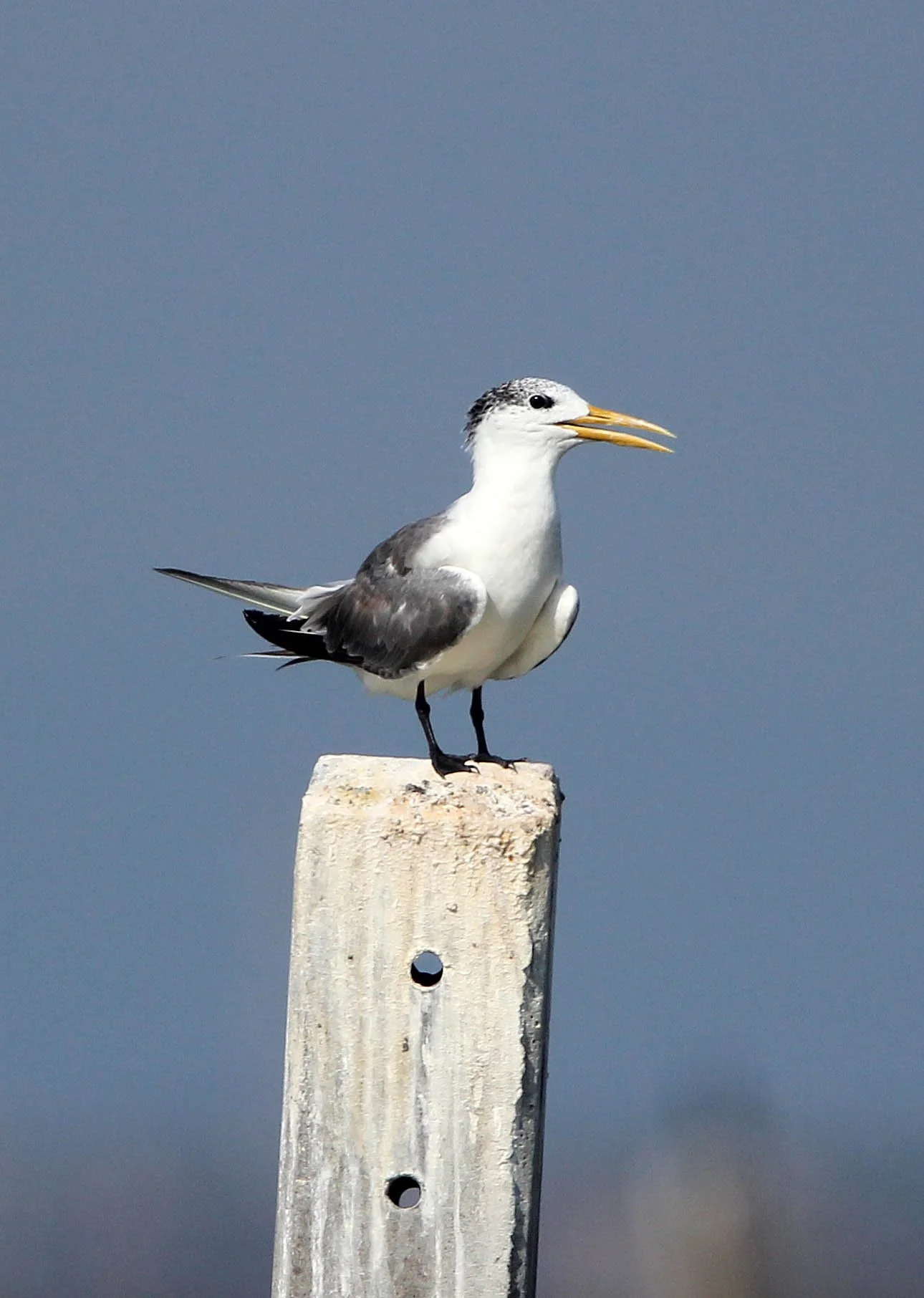 TERN - GREAT CRESTED TERN - Sterna bergii - BAN TABOON HARBOR PETCHABURI (10).JPG