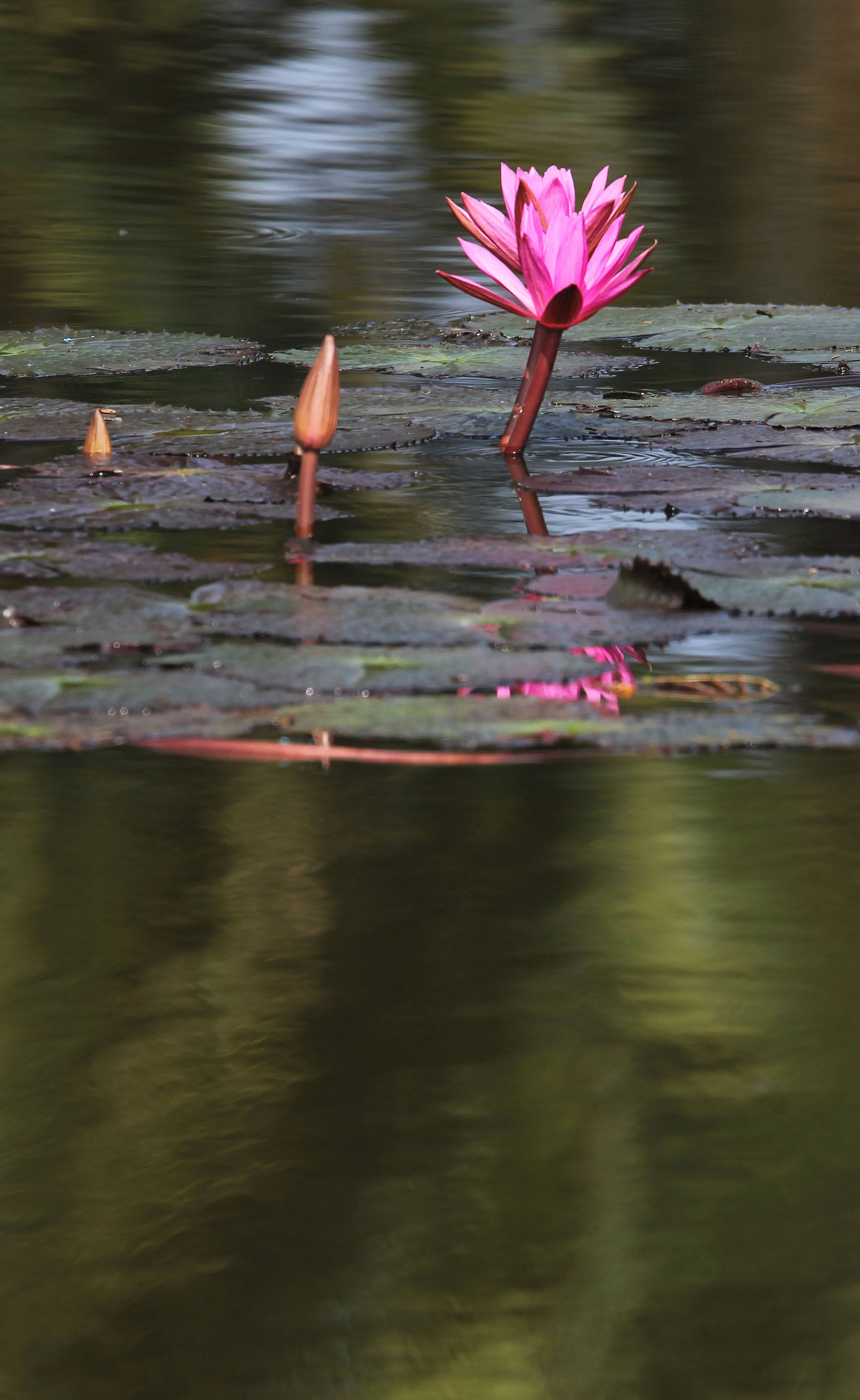 2015 Koh Lanta October Break Trip  (344).JPG