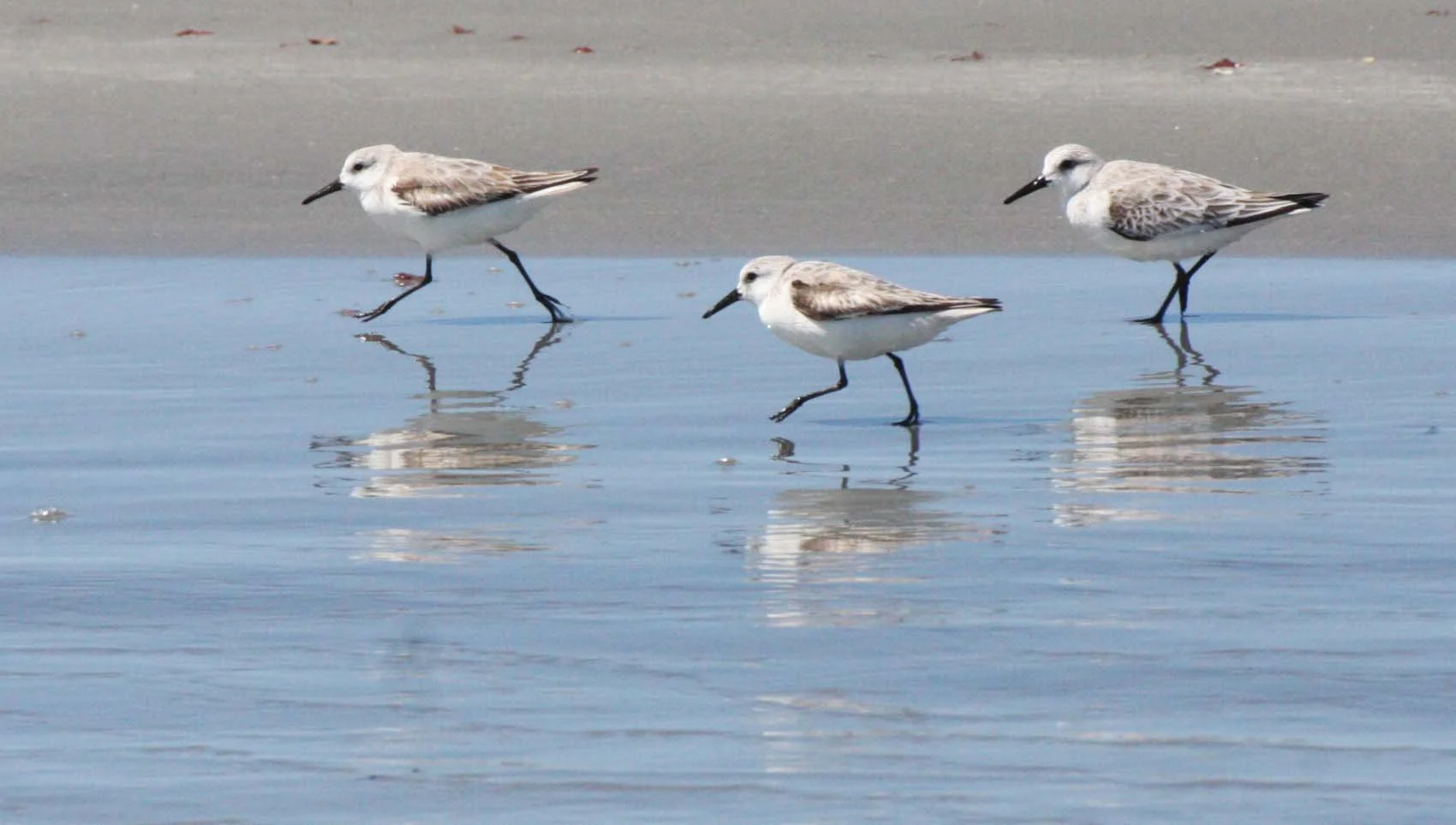 BIRD - SANDERLING - SAN IGNACIO LAGOON BAJA MEXICO (11).JPG