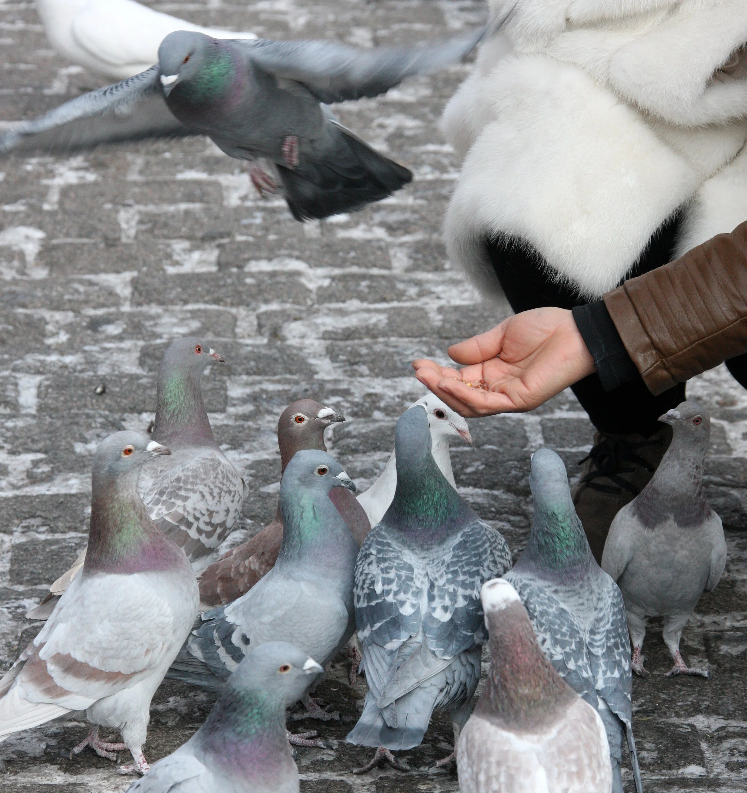 BIRD - PIGEON - HARBIN SAINT SOPHIA'S CATHEDRAL CHINA (7).JPG