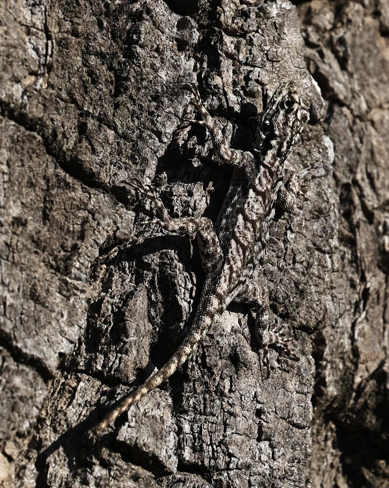 Spiny Lava Lizard (Tropidurus spinulosus) Fortin Toledo Paraguay (5).jpg