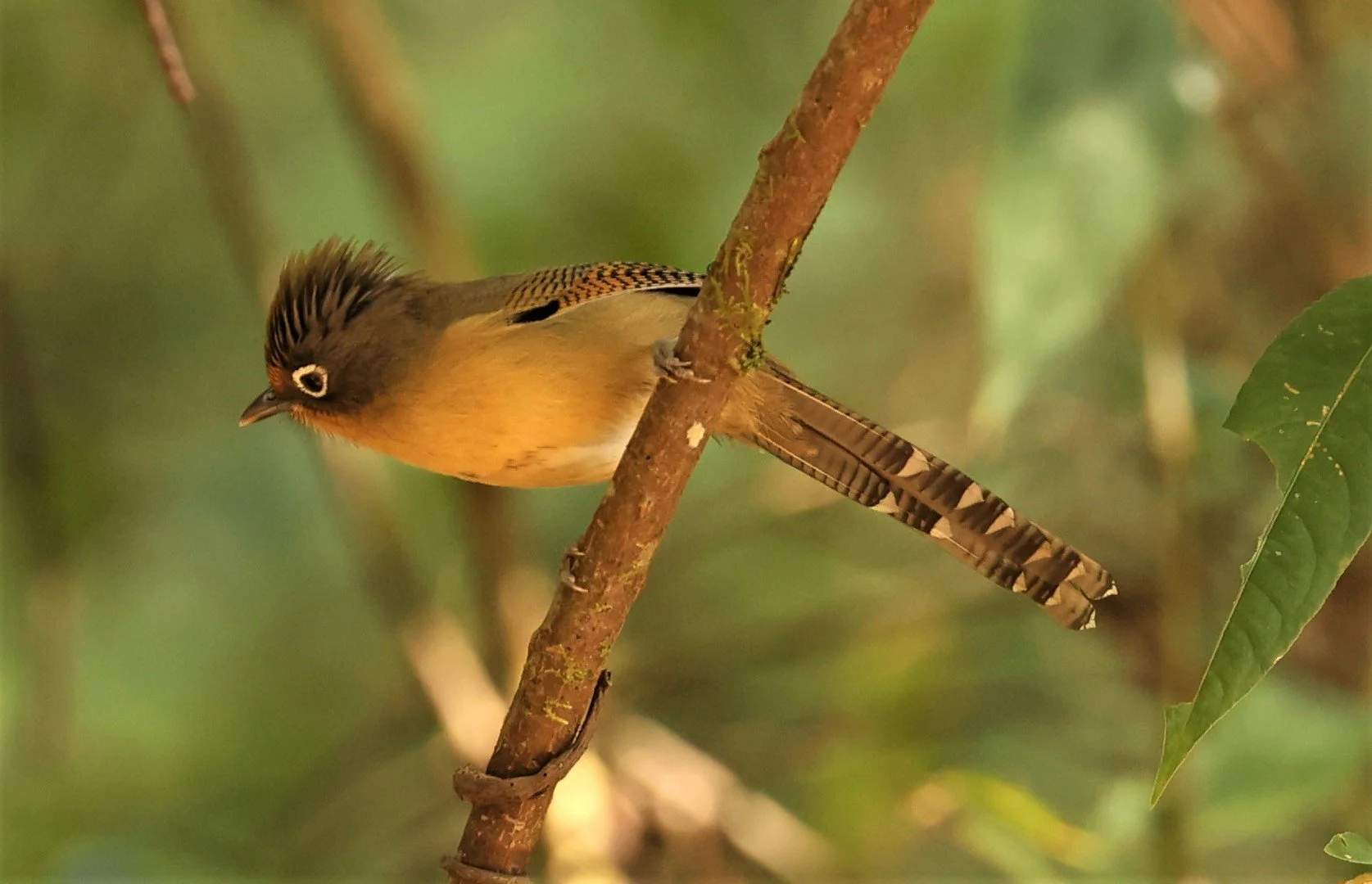 BARWING - SPECTACLED BARWING - Actinodura ramsayi - DOI LANG EAST DOI PHA HOM POK NP, DECEMBER 2021 (2).jpg