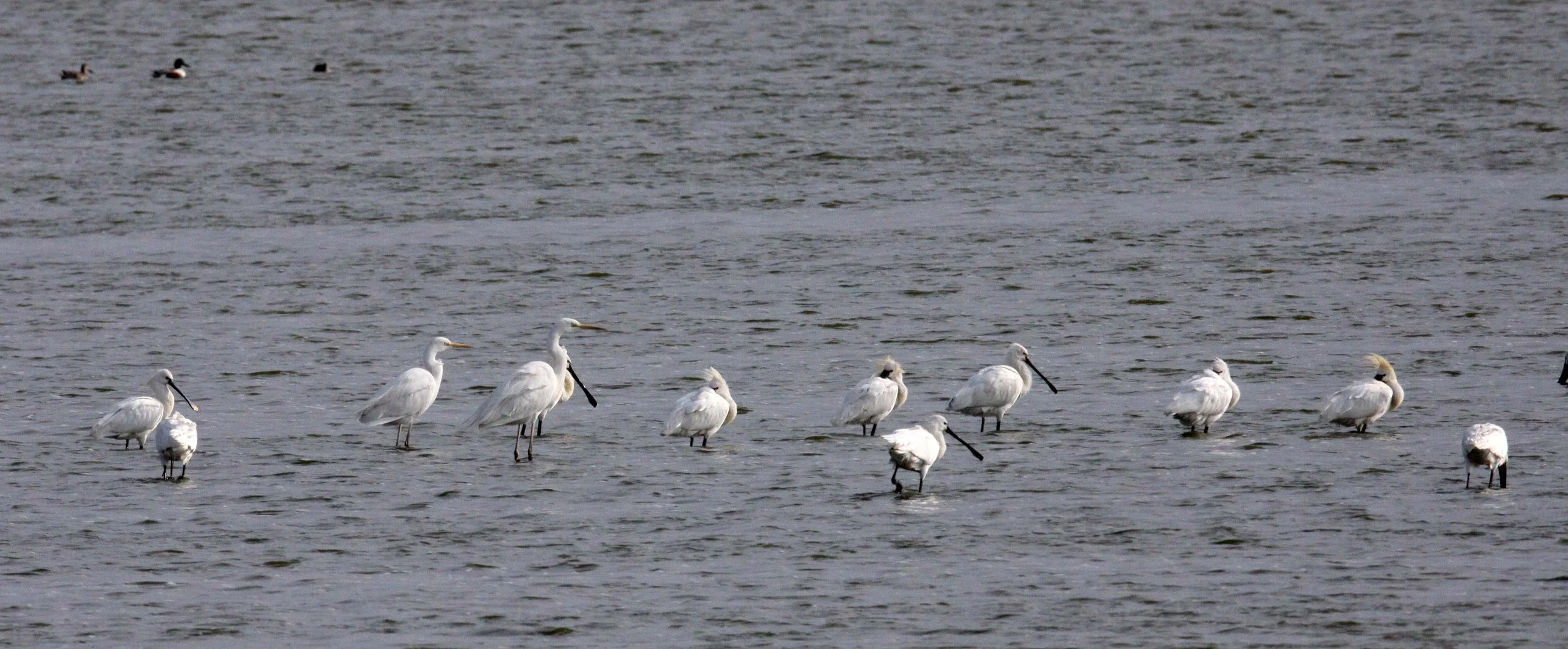 SPOONBILL - EURASIAN SPOONBILL - Platalea leucorodia - YANCHENG CHINA (17).JPG