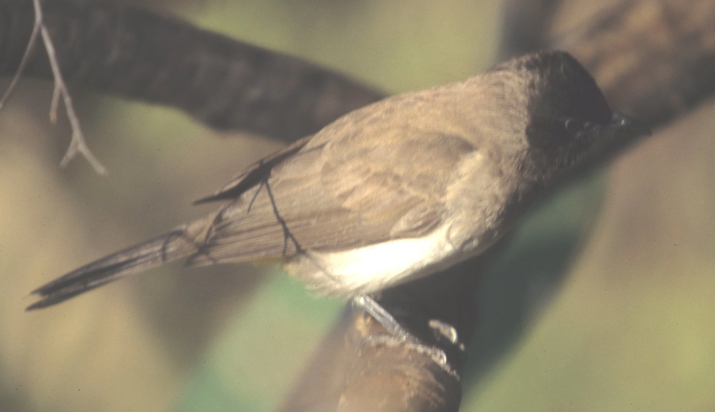 BIRDS - BULBUL - BLACKEYED - KRUGER B.jpg