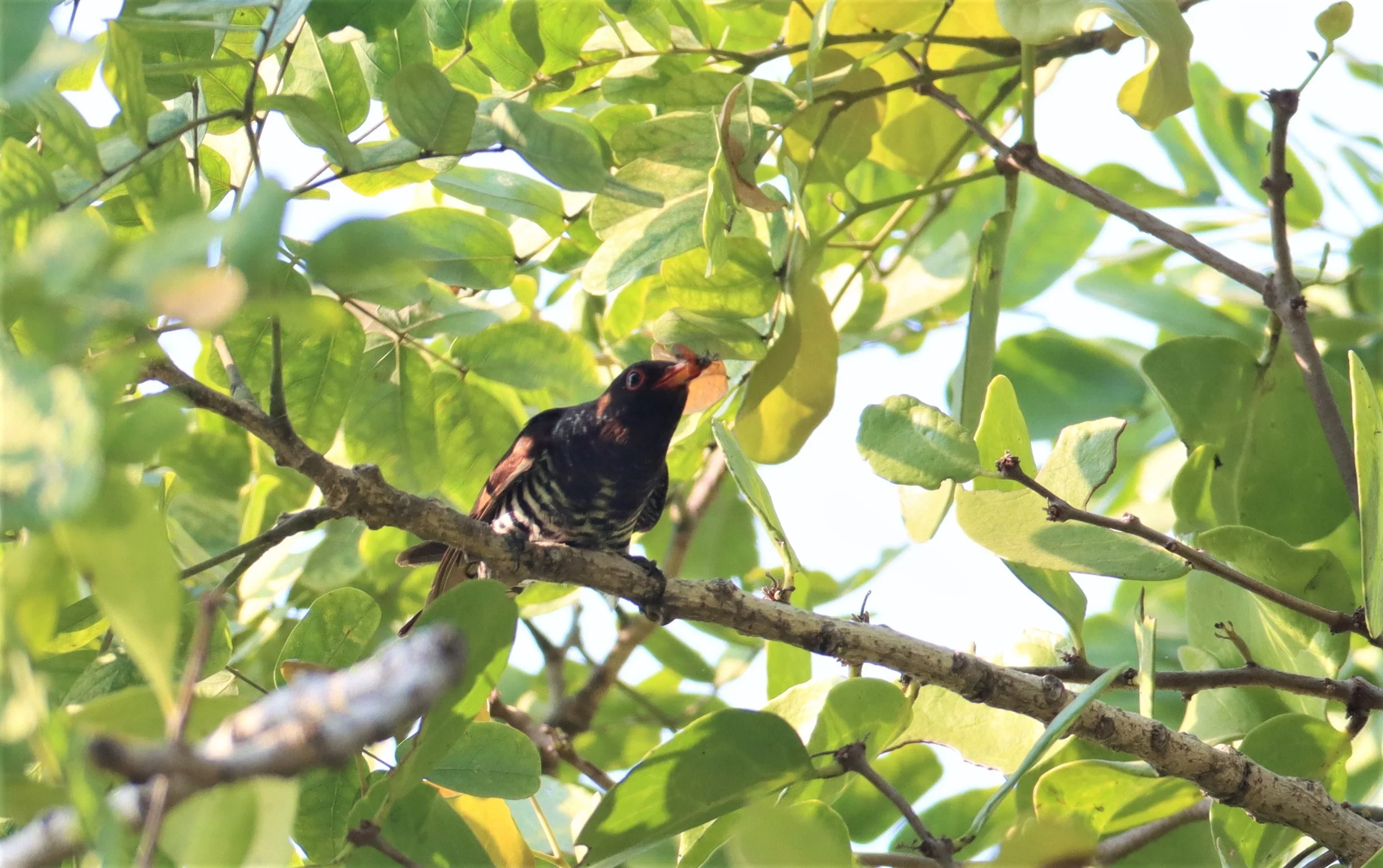 Violet Cuckoo (Chrysococcyx xanthorhynchus) Rama IX Park Bangkok (2).jpg