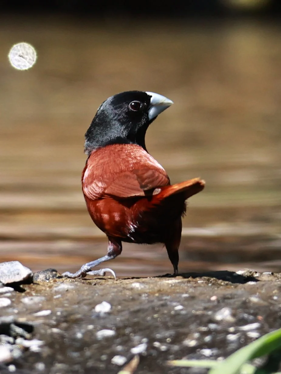 Munia - Black-headed Munia - Lonchura malacca - Bang Pu Mangrove Forest Reserve, Samut Prakan March 30, 2024 (21).jpg