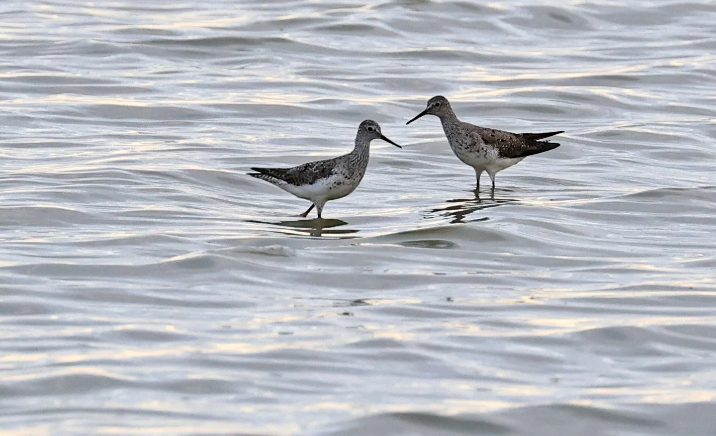 Greater Yellowlegs (Tringa melanoleuca) Chaco Lodge & Laguna Salada Paraguay 