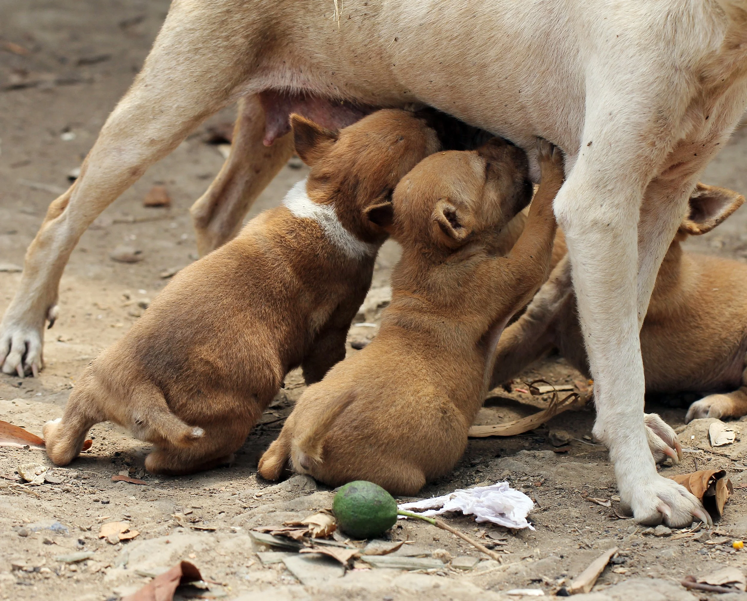 2015 Huai Mai Dee Huai Kha Khaeng Wildlife Refute (14).JPG