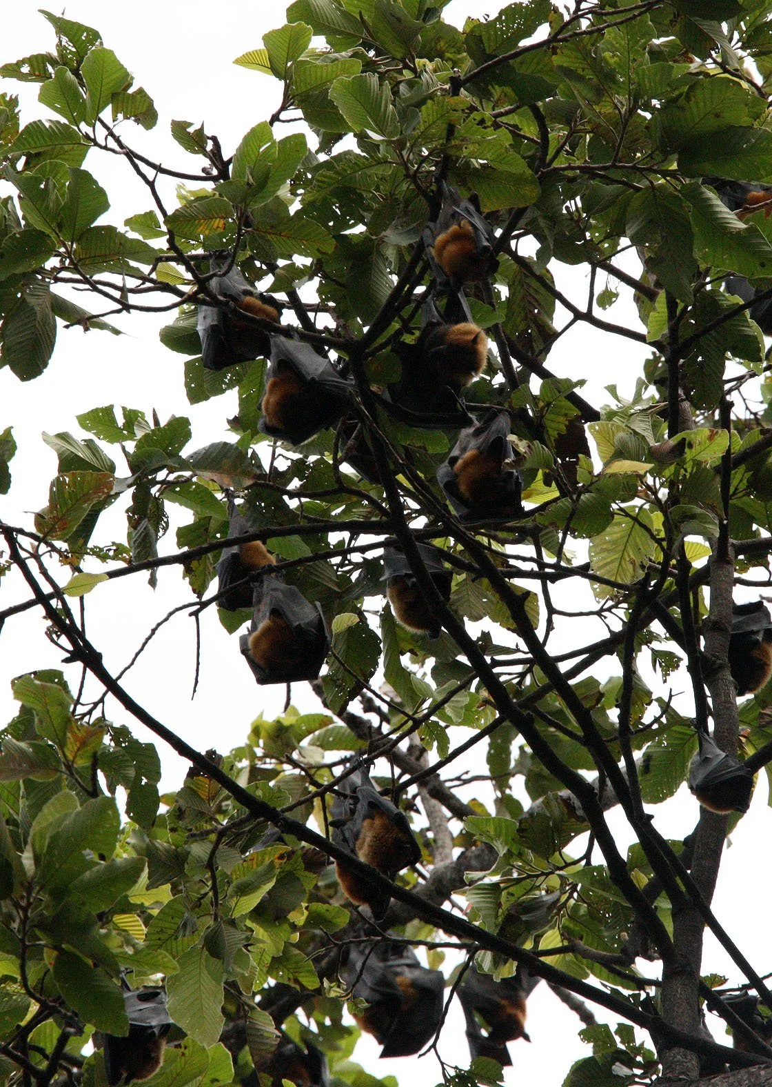 CHIROPTERA - LYLE'S FLYING FOX - SIEM REAP CAMBODIA (3).JPG