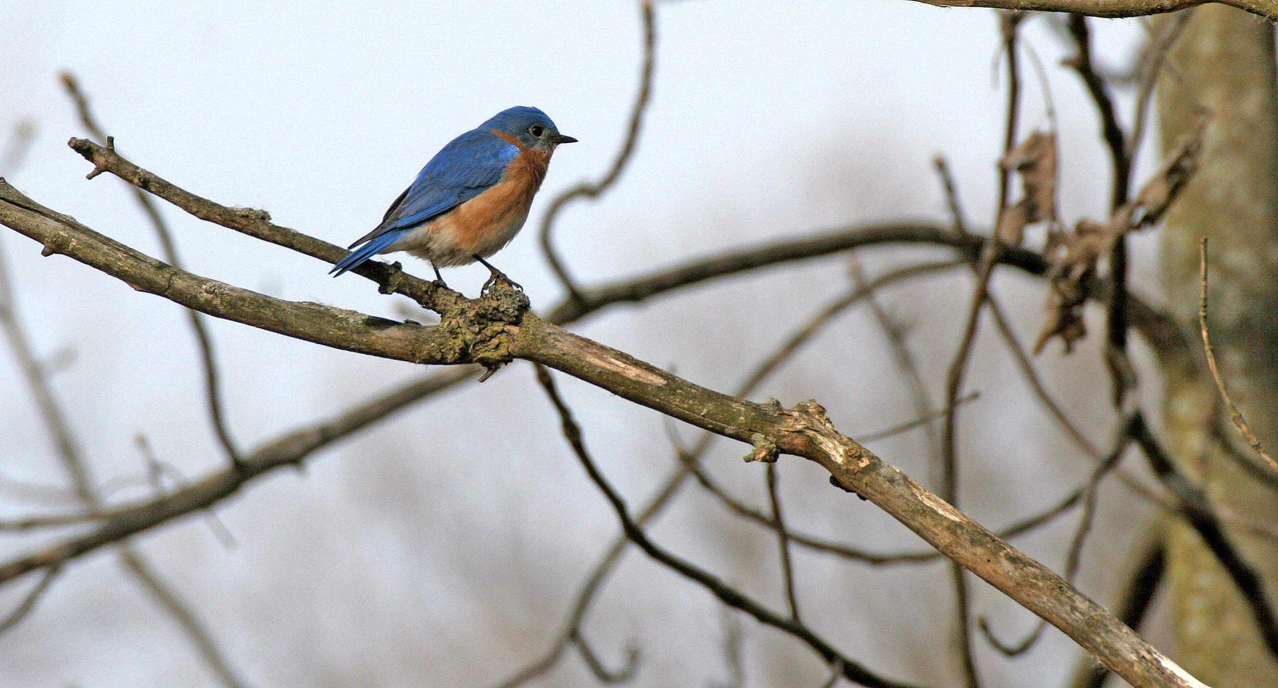 Eastern Bluebird (Sialia sialis) Lincoln Marsh Wheaton Illinois (27).JPG