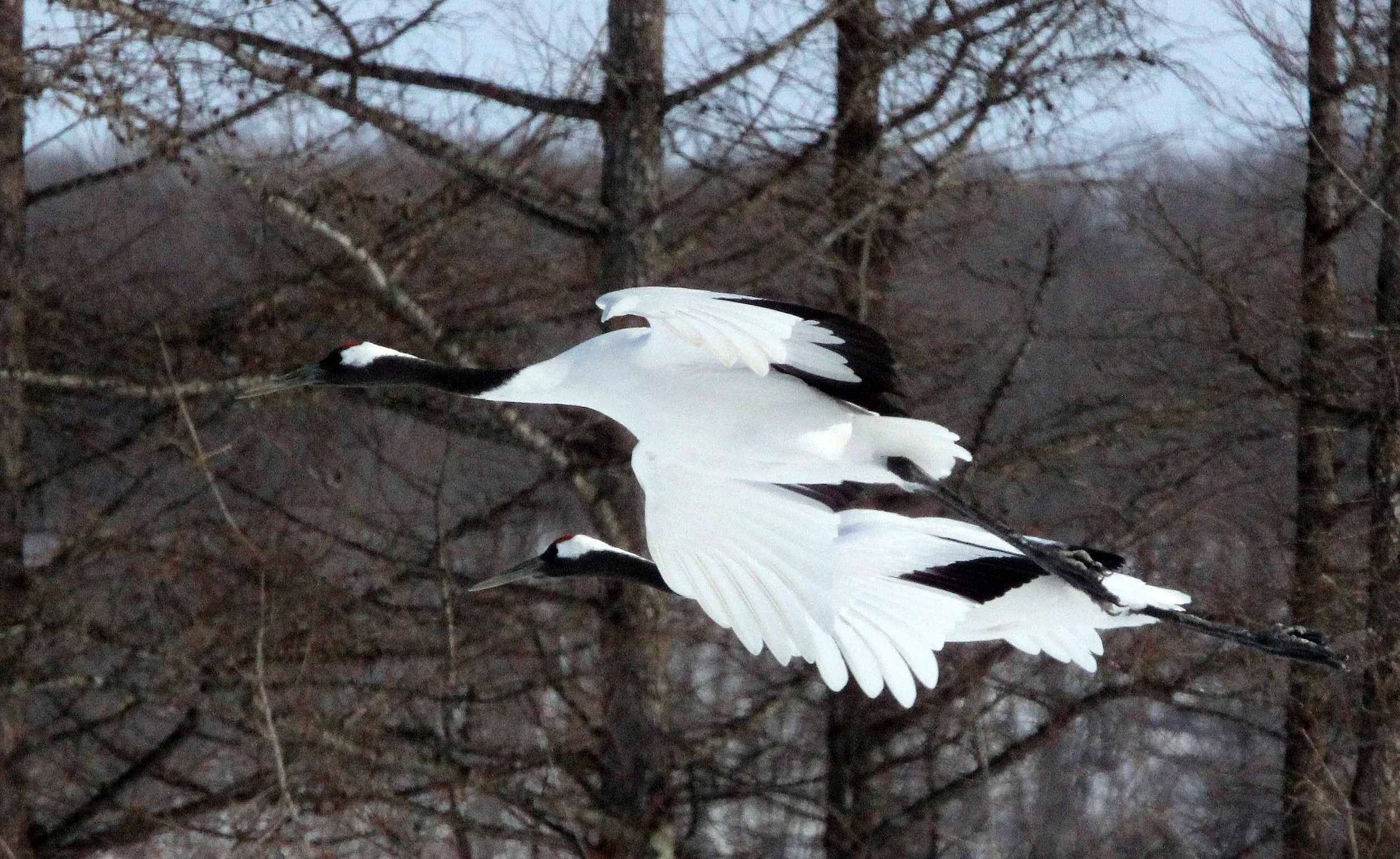 BIRD - CRANE - JAPANESE RED-CROWN CRANE - TSURUI CRANE CENTER - HOKKAIDO JAPAN (267).JPG