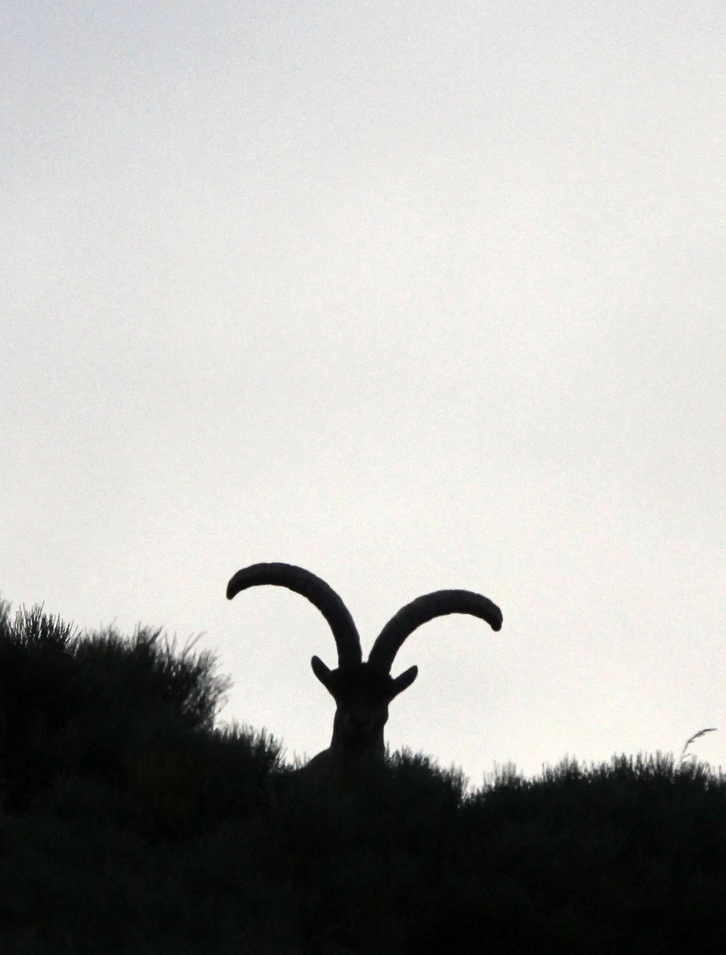 IBEX - WESTERN SPANISH (GREDOS) IBEX - Capra pyrenaica victoriae) SIERRA DE GREDOS NATIONAL PARK SPAIN (77).JPG